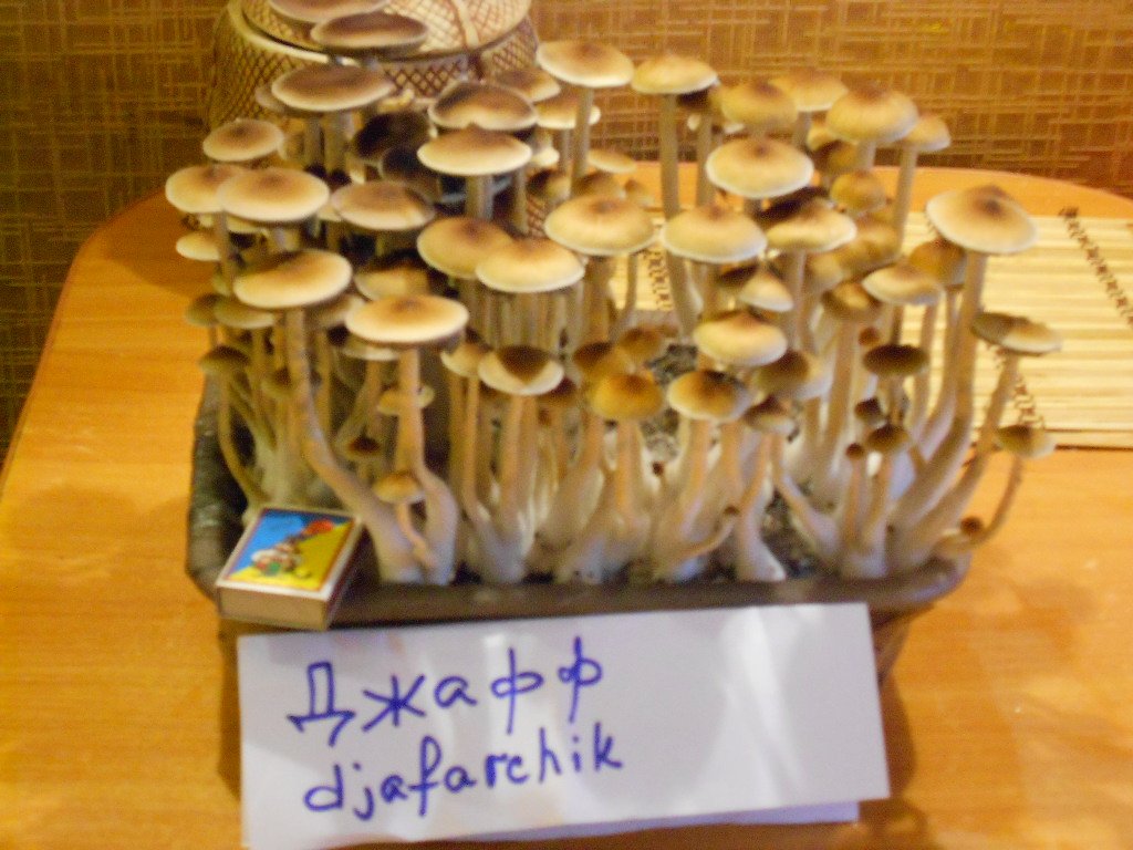 Psylocibe Cubensis - Pink Buffalo
