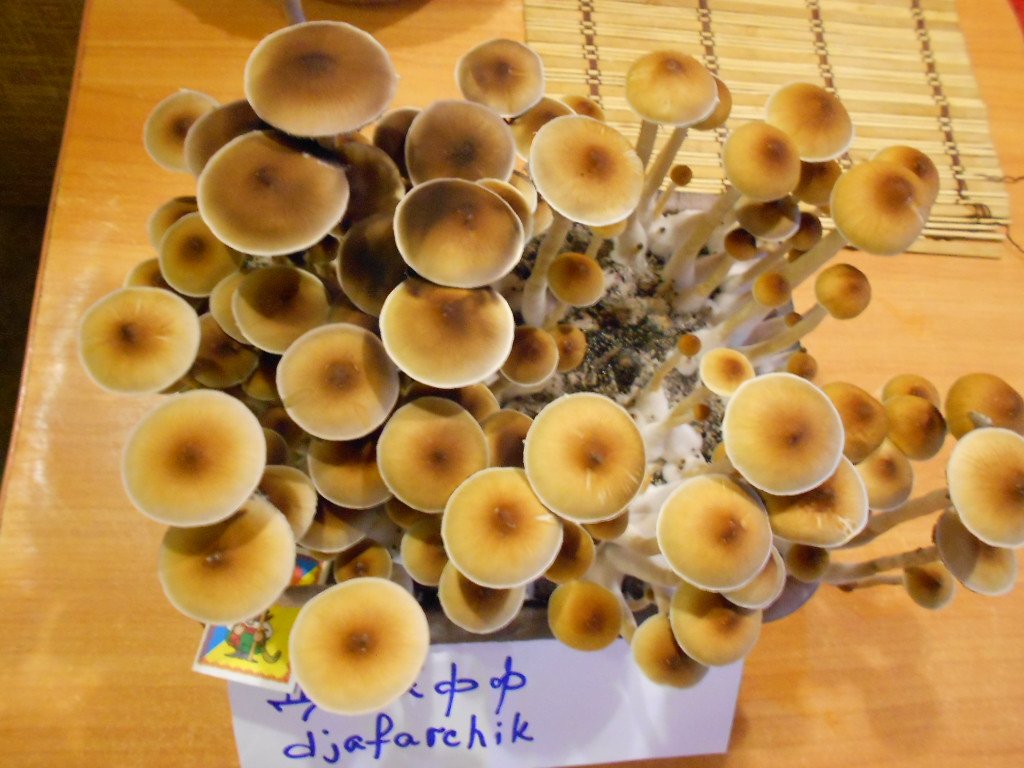 Psylocibe Cubensis - Pink Buffalo