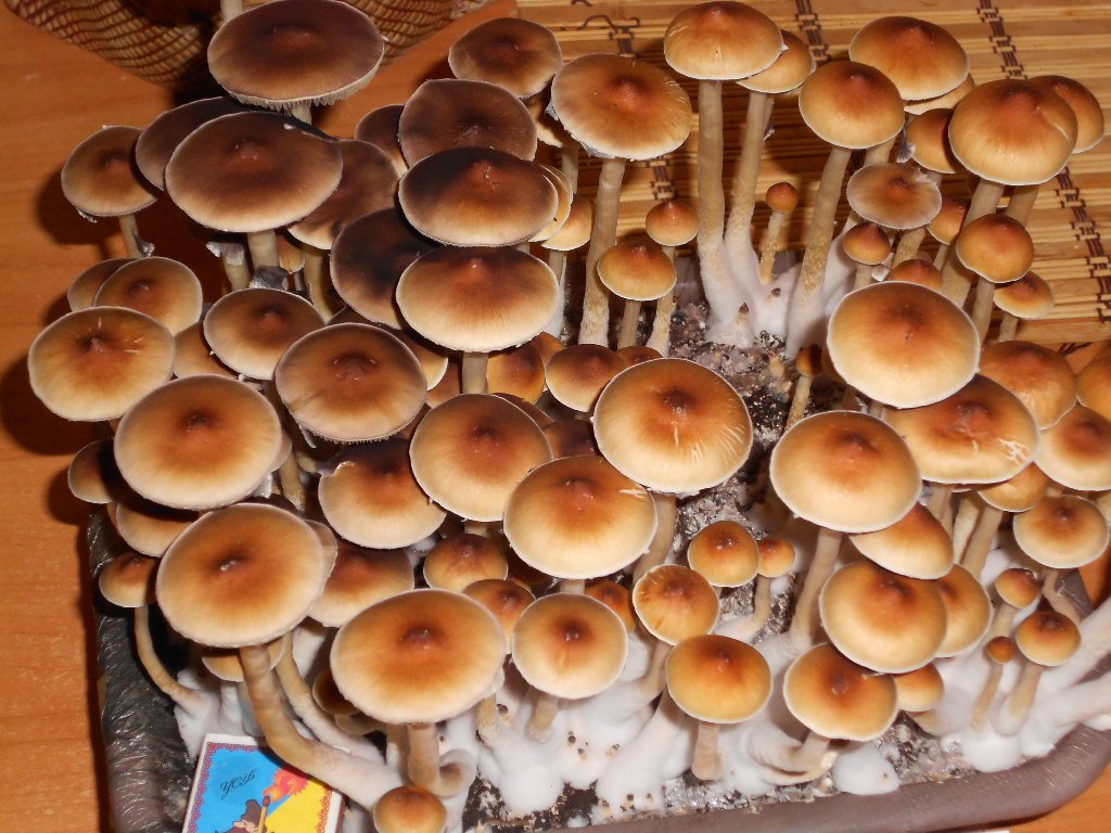 Psylocibe Cubensis - Pink Buffalo
