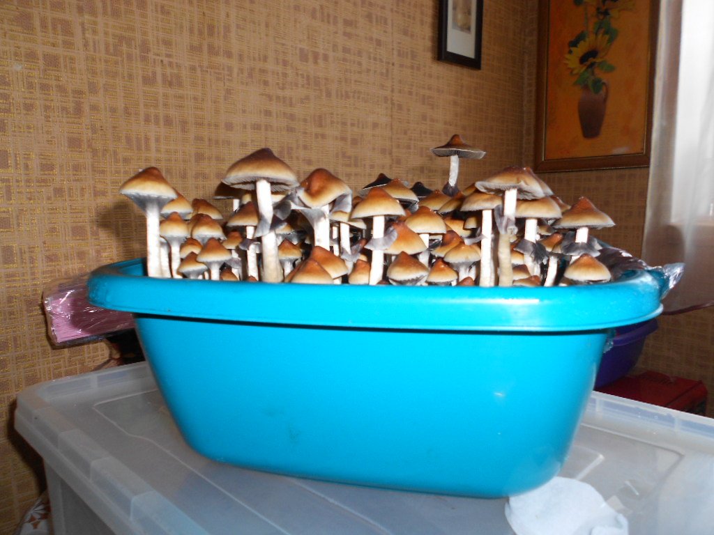 Psylocibe Cubensis Pink Buffalo
