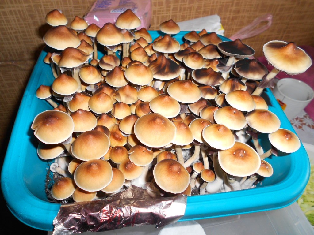 Psylocibe Cubensis Pink Buffalo
