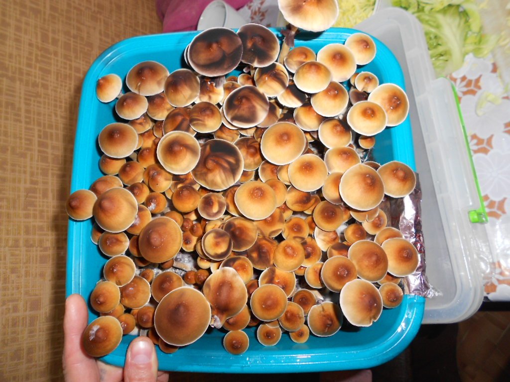 Psylocibe Cubensis Pink Buffalo