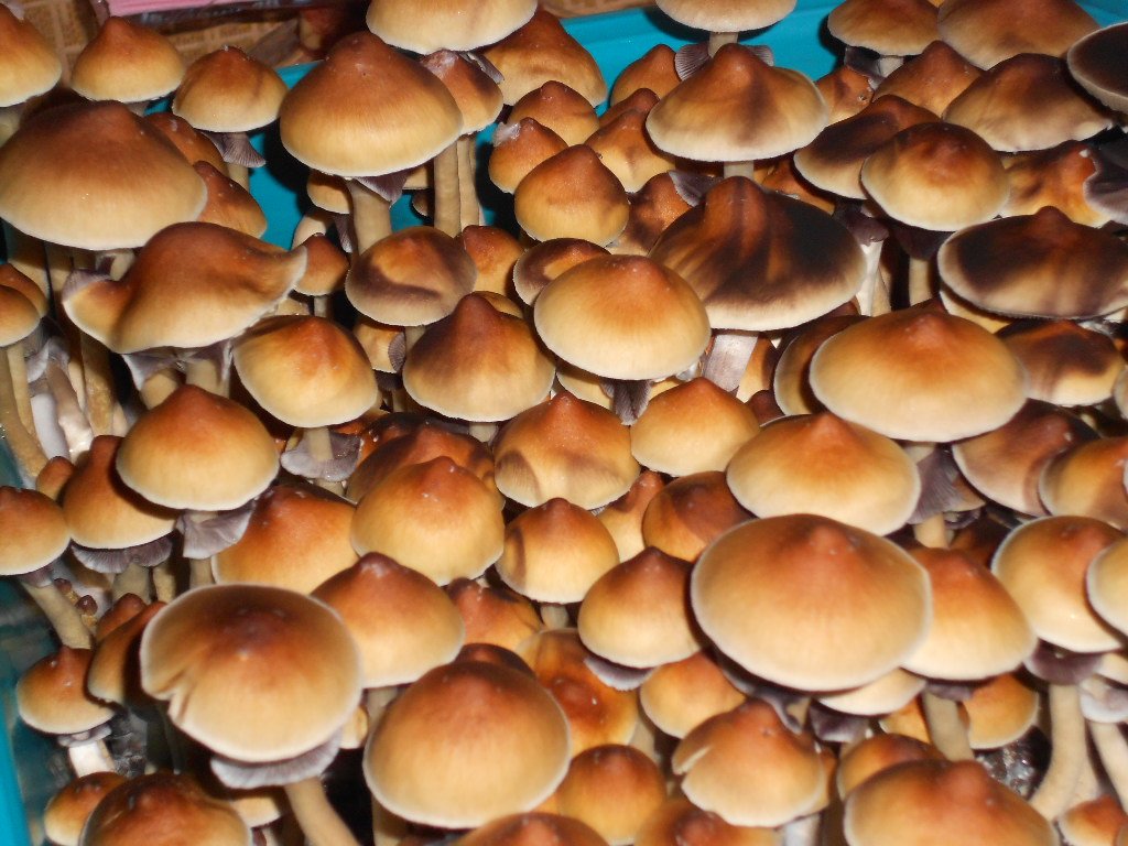Psylocibe Cubensis Pink Buffalo