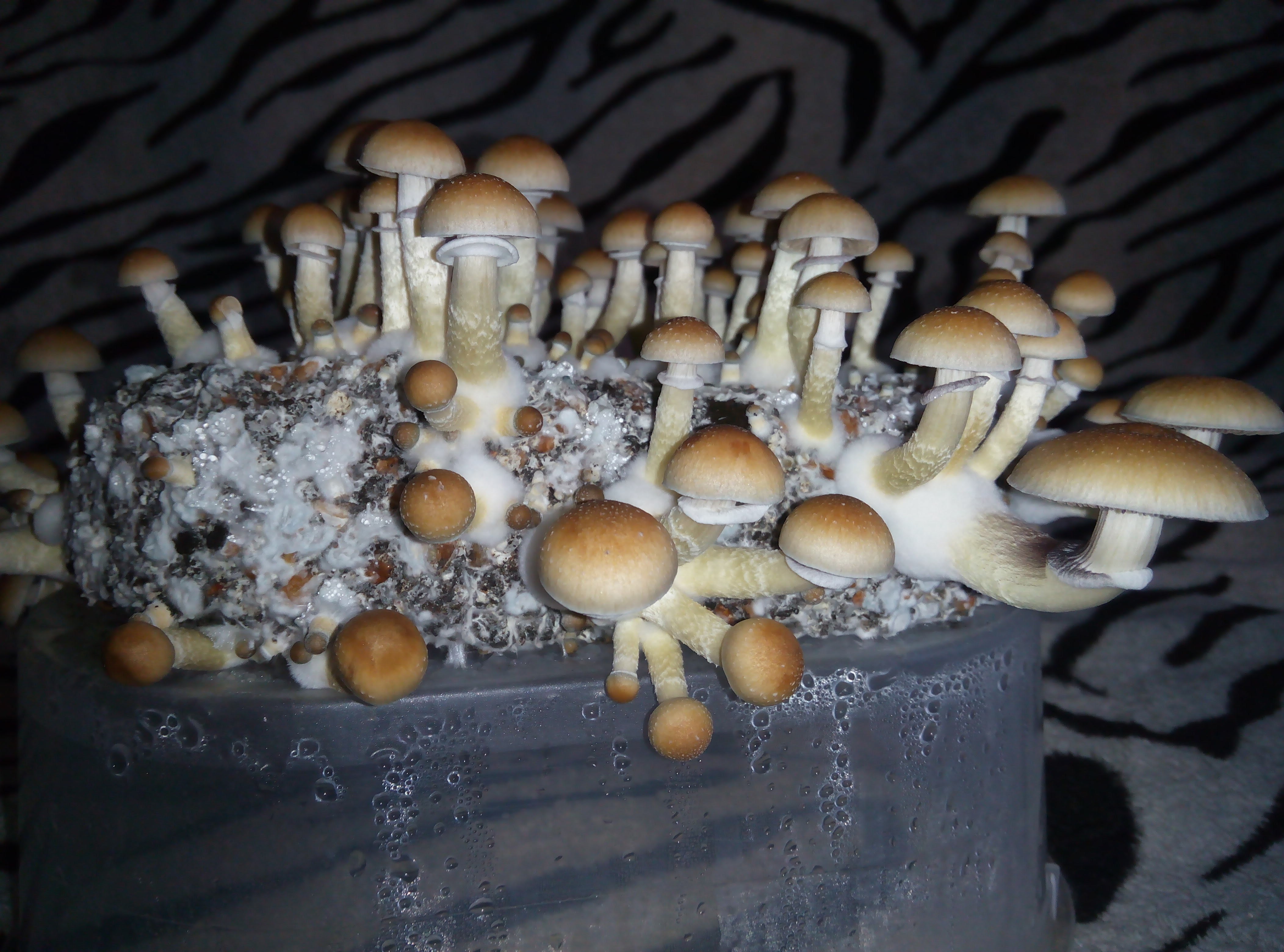 Psylocybe cubensis Pink Buffalo.jpg