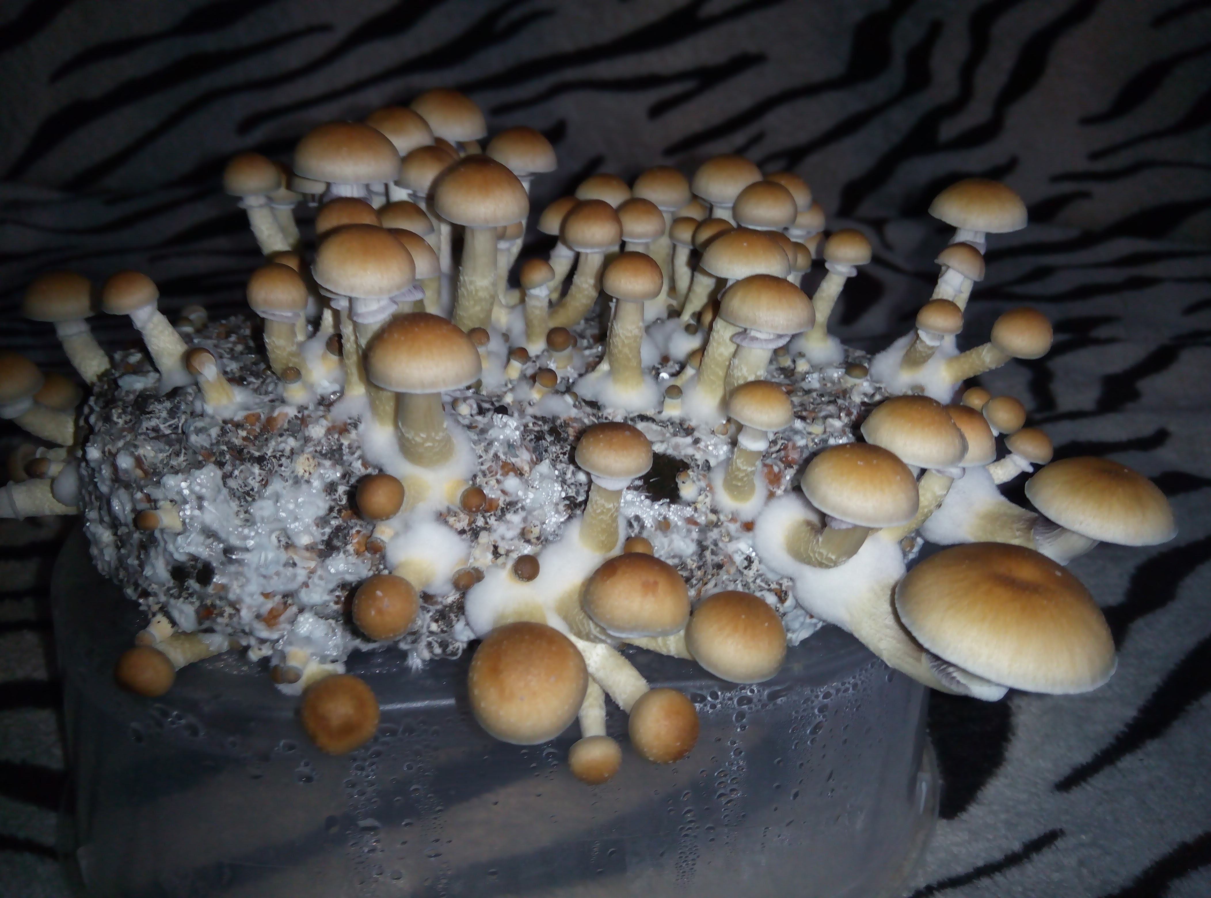 Psylocybe cubensis Pink Buffalo.jpg