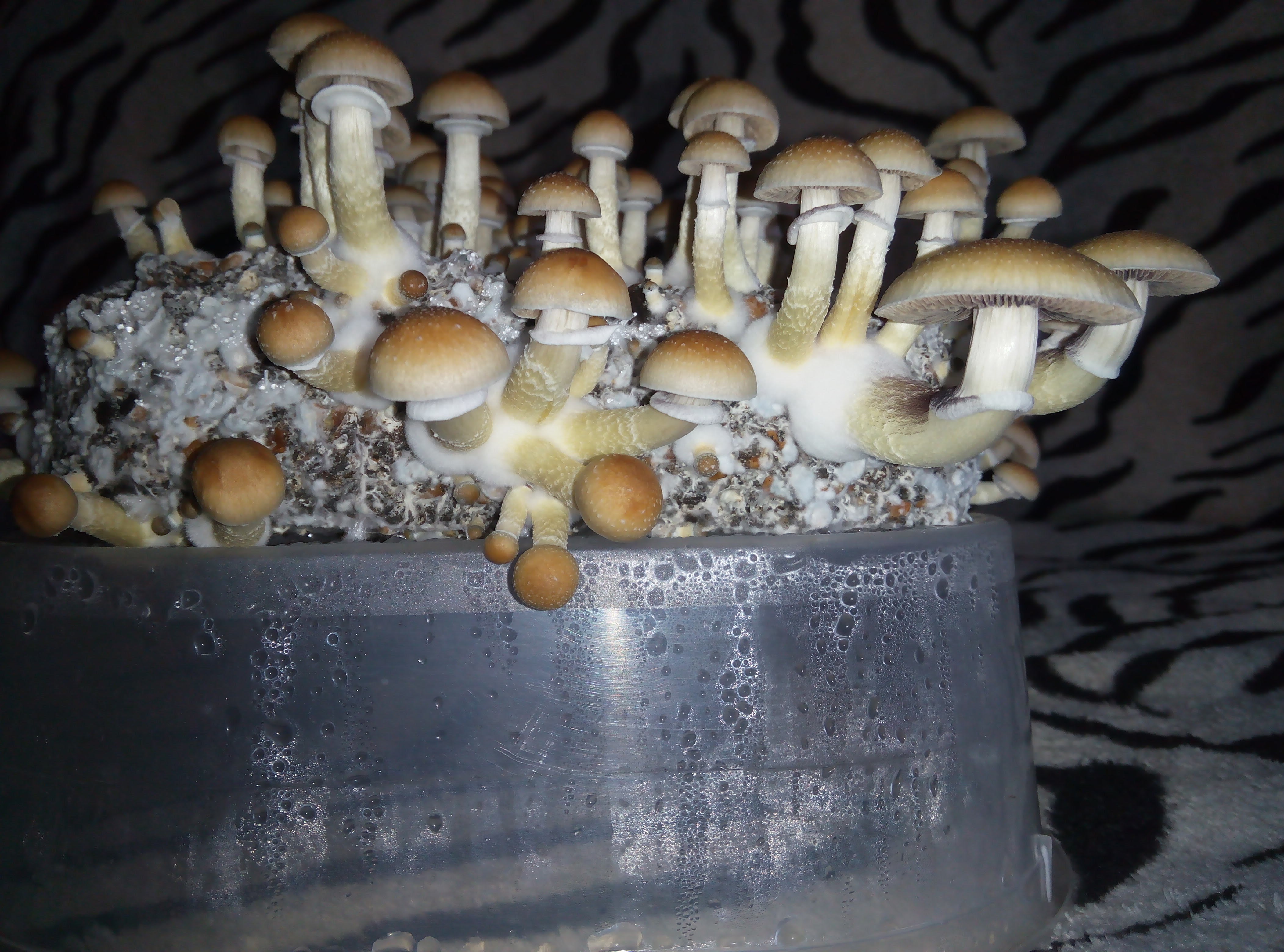 Psylocybe cubensis Pink Buffalo.jpg