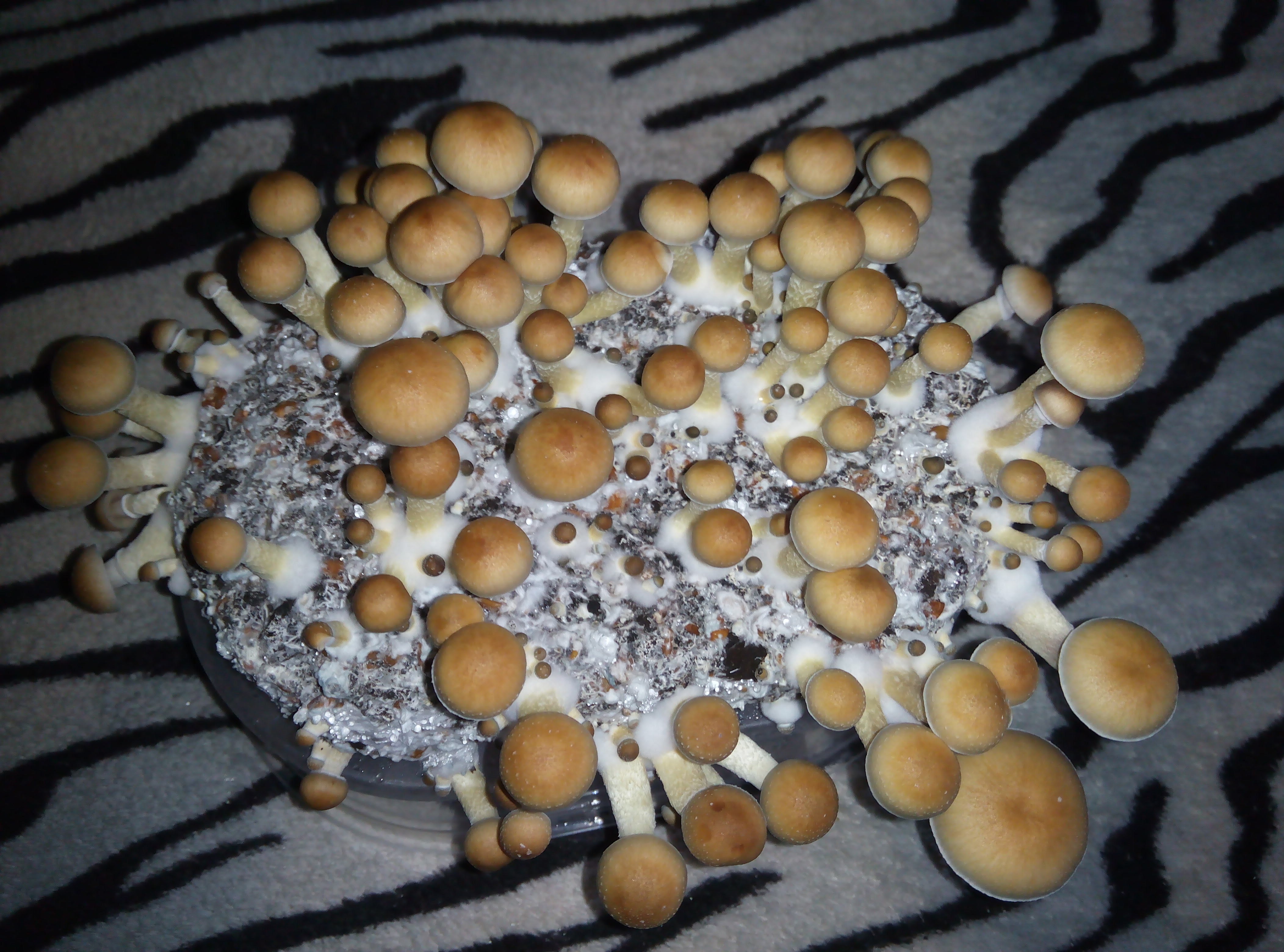 Psylocybe cubensis Pink Buffalo.jpg