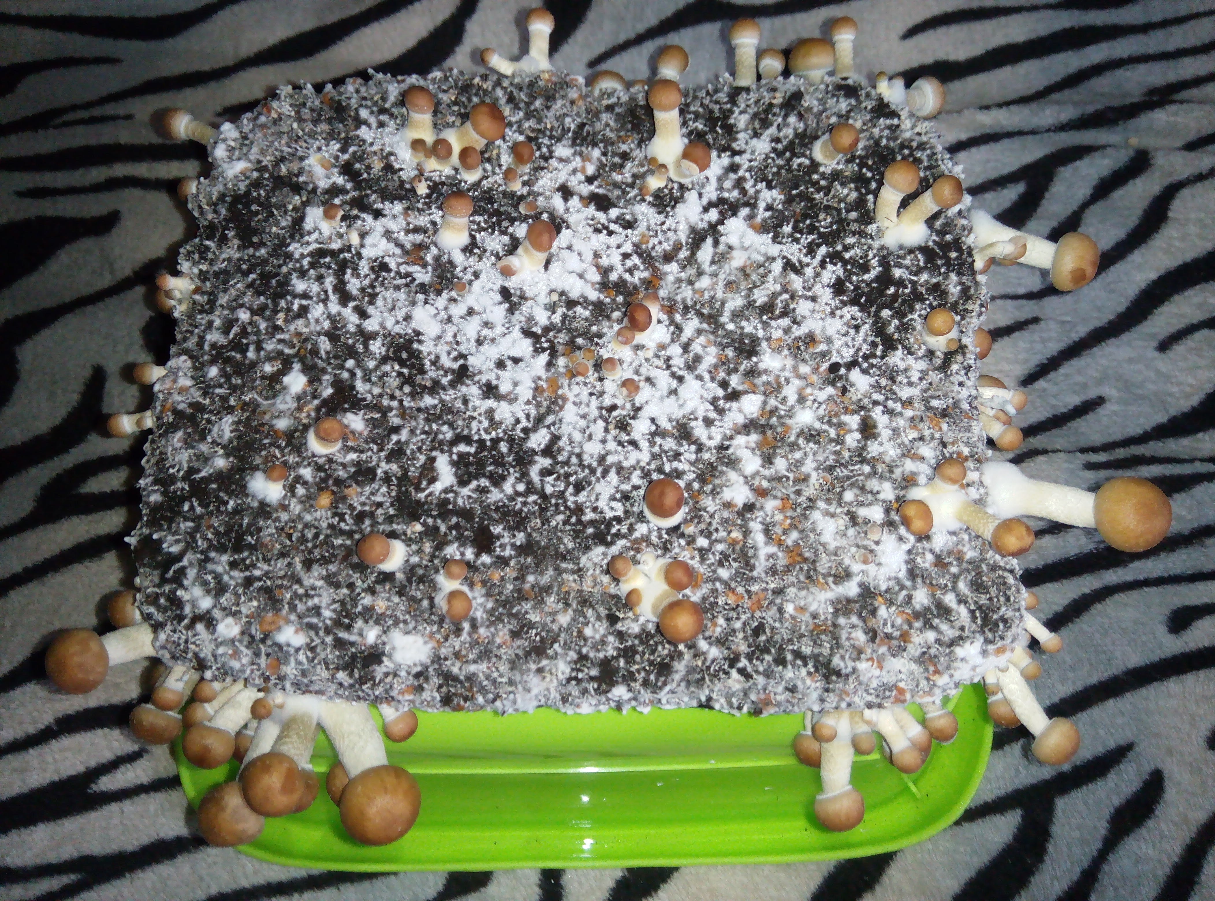 Psylocybe cubensis Pink Buffalo.jpg