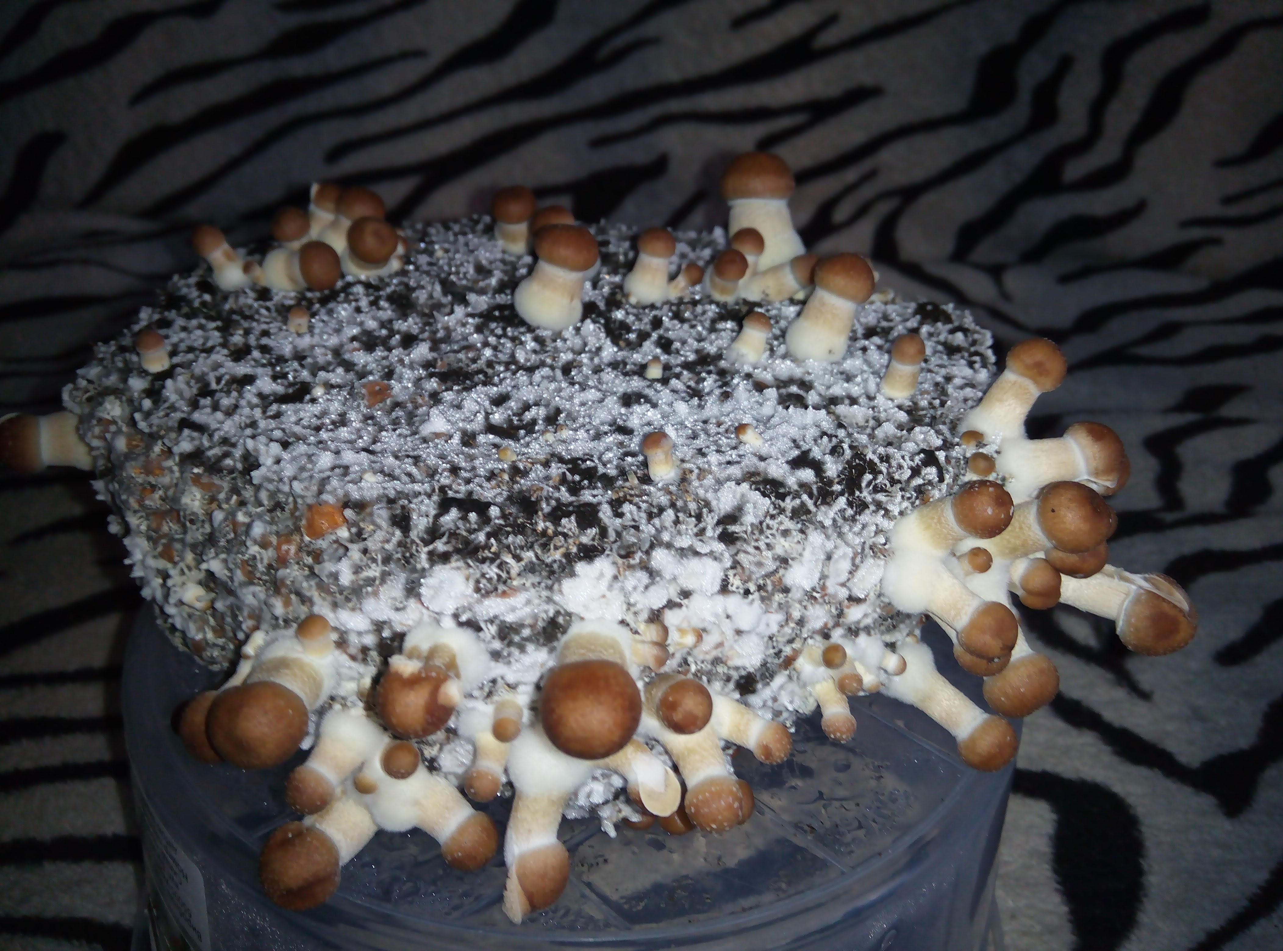 Psylocybe cubensis Pink Buffalo.jpg