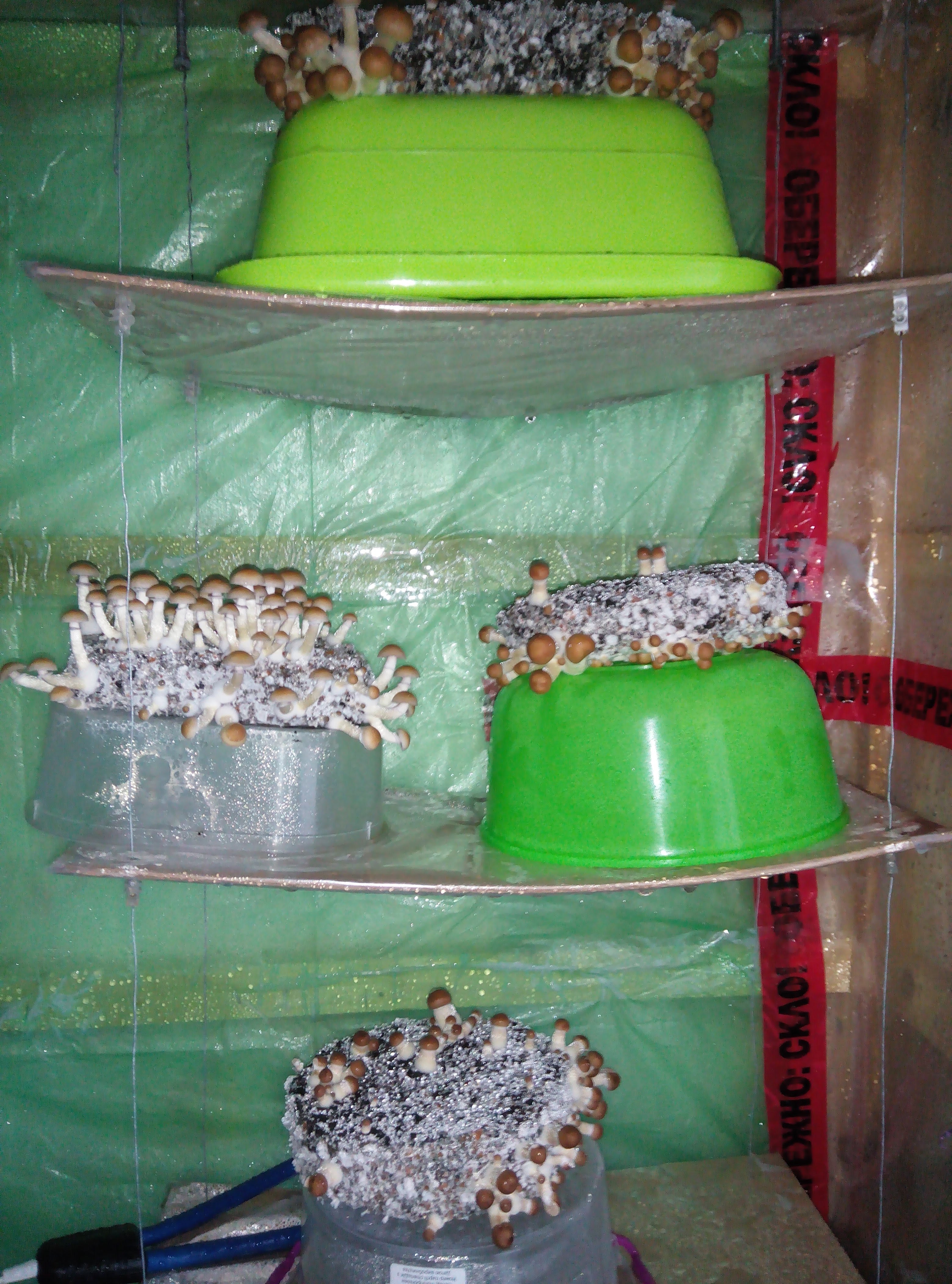 Psylocybe cubensis Pink Buffalo.jpg
