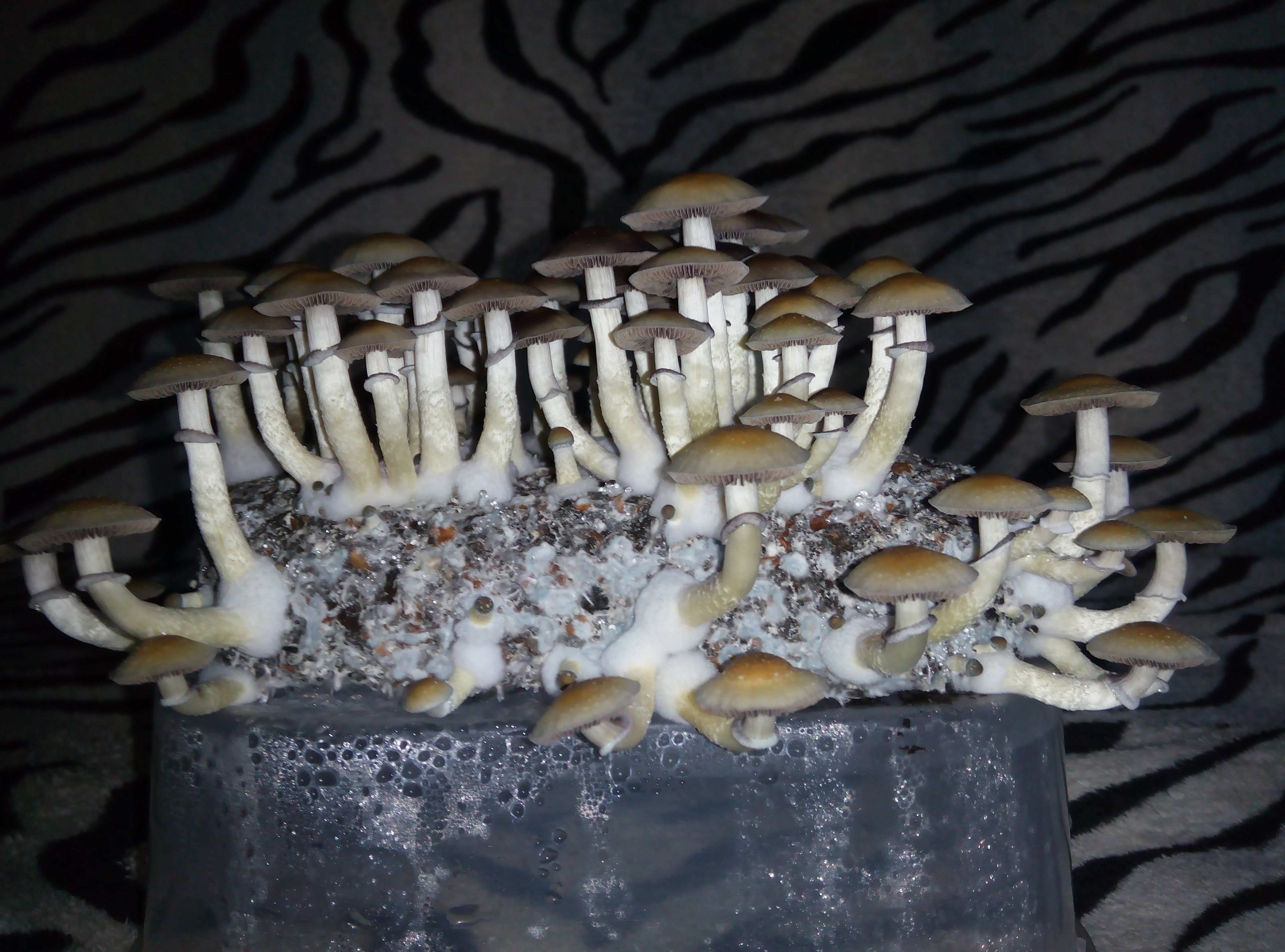 Psylocybe cubensis Pink Buffalo.jpg