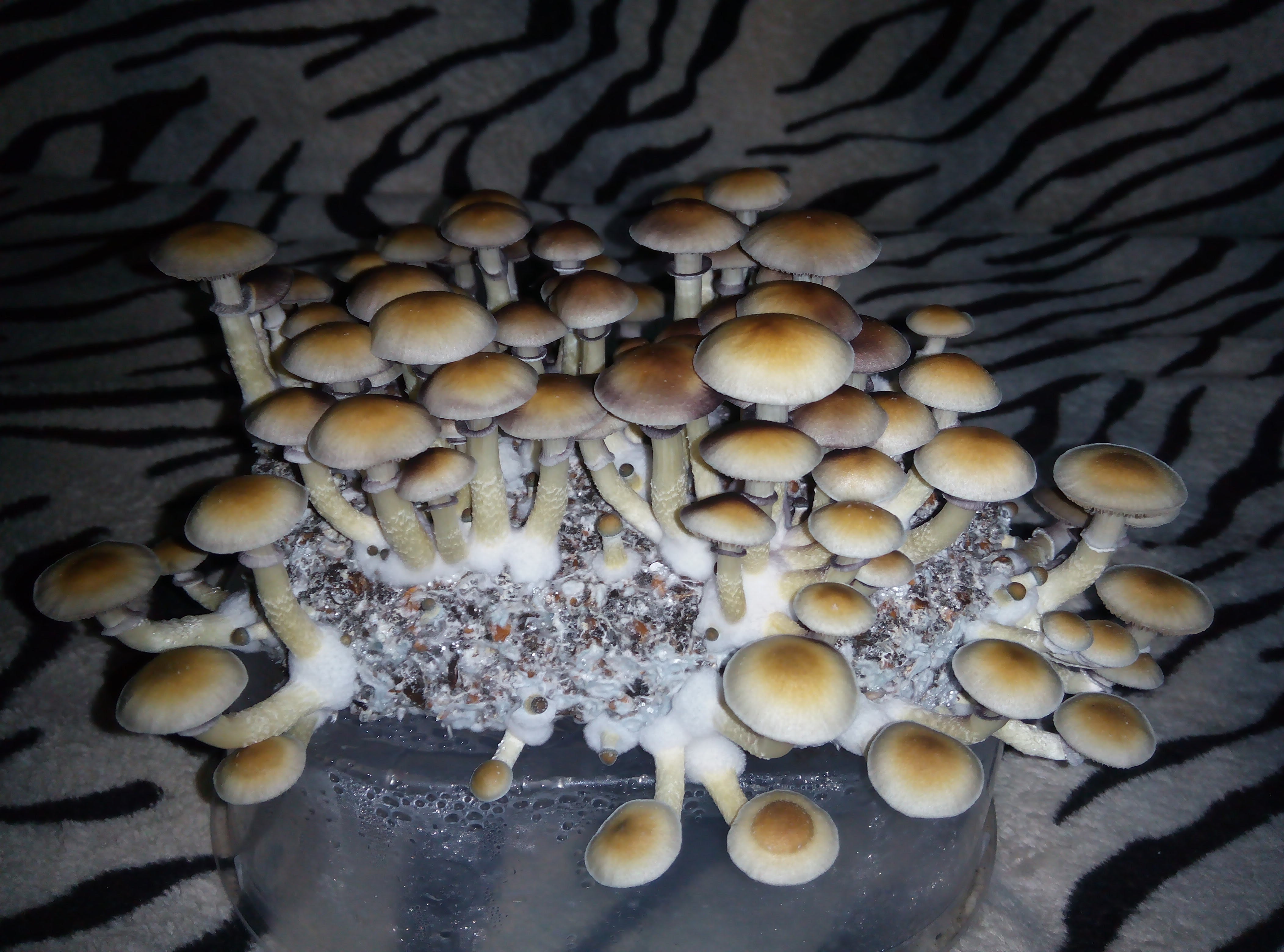 Psylocybe cubensis Pink Buffalo.jpg