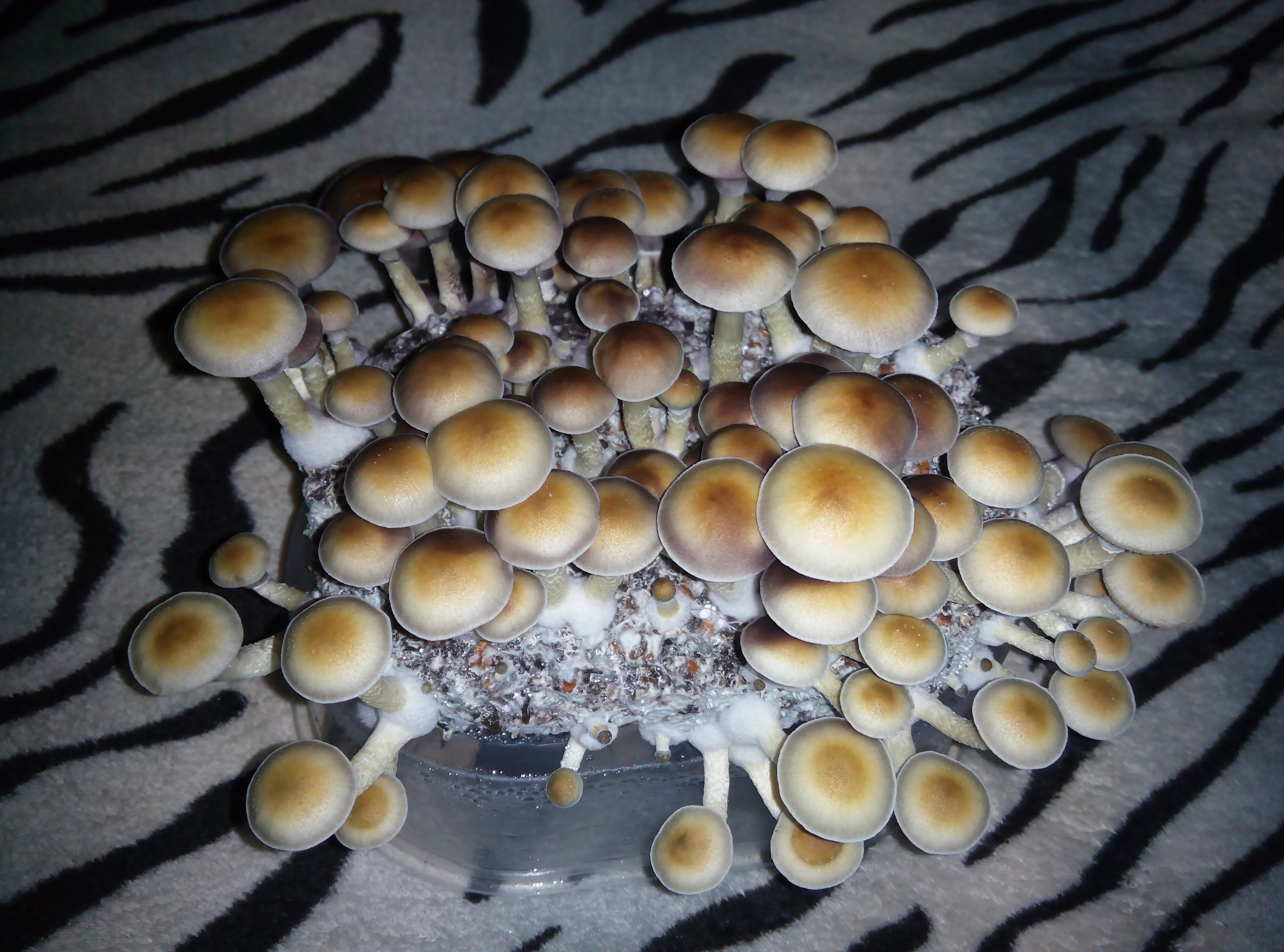 Psylocybe cubensis Pink Buffalo.jpg