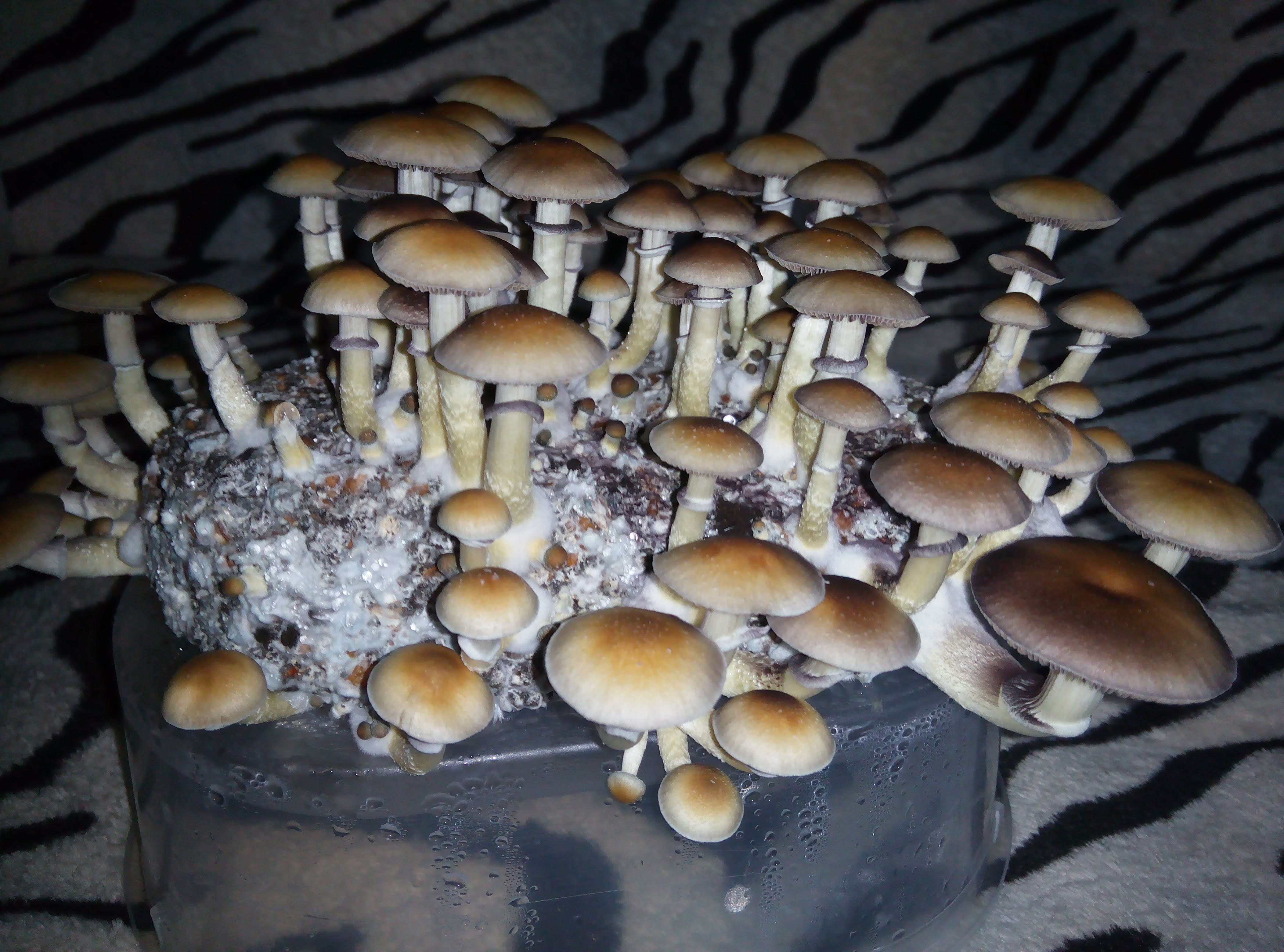 Psylocybe cubensis Pink Buffalo.jpg