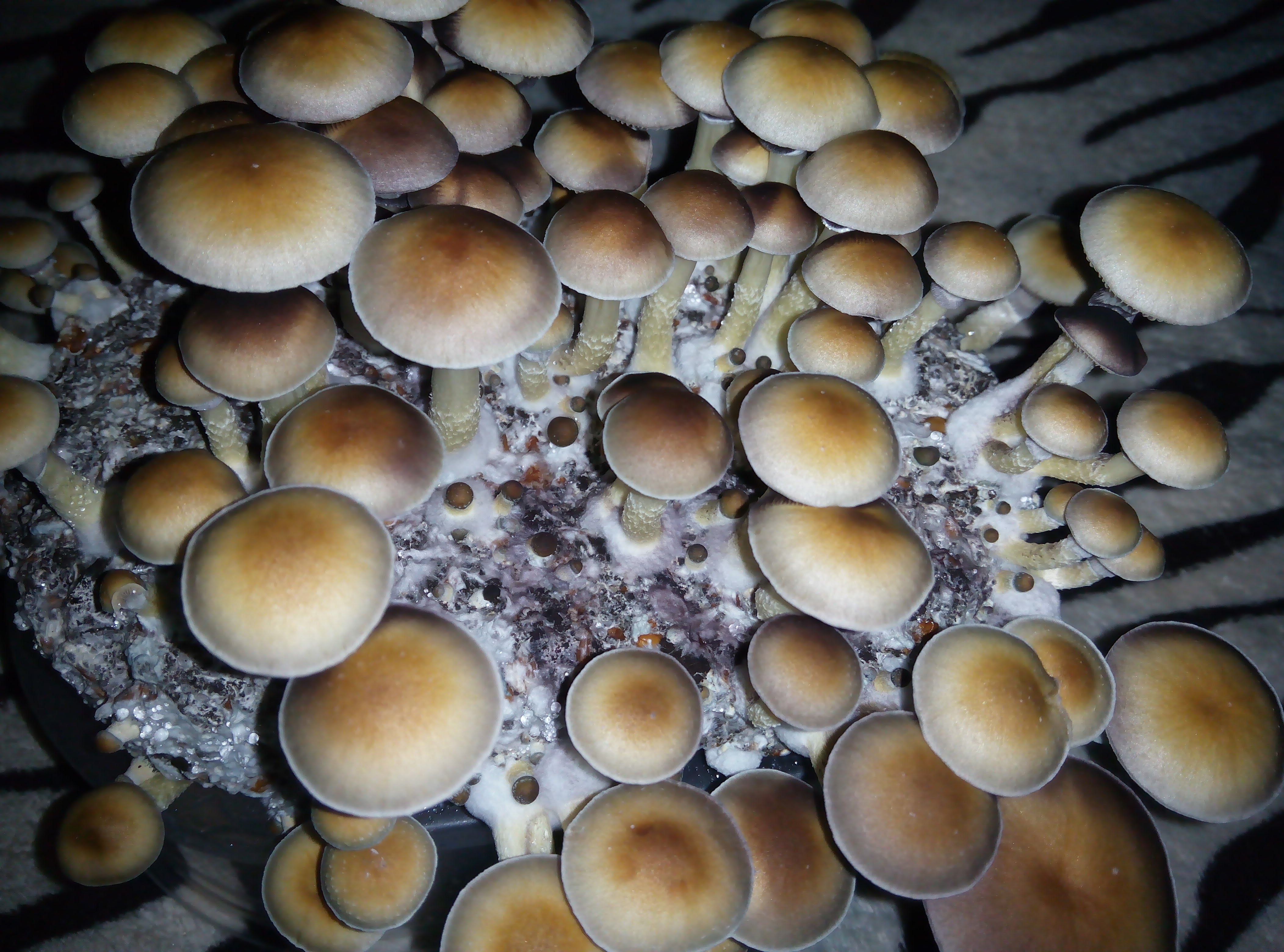 Psylocybe cubensis Pink Buffalo.jpg