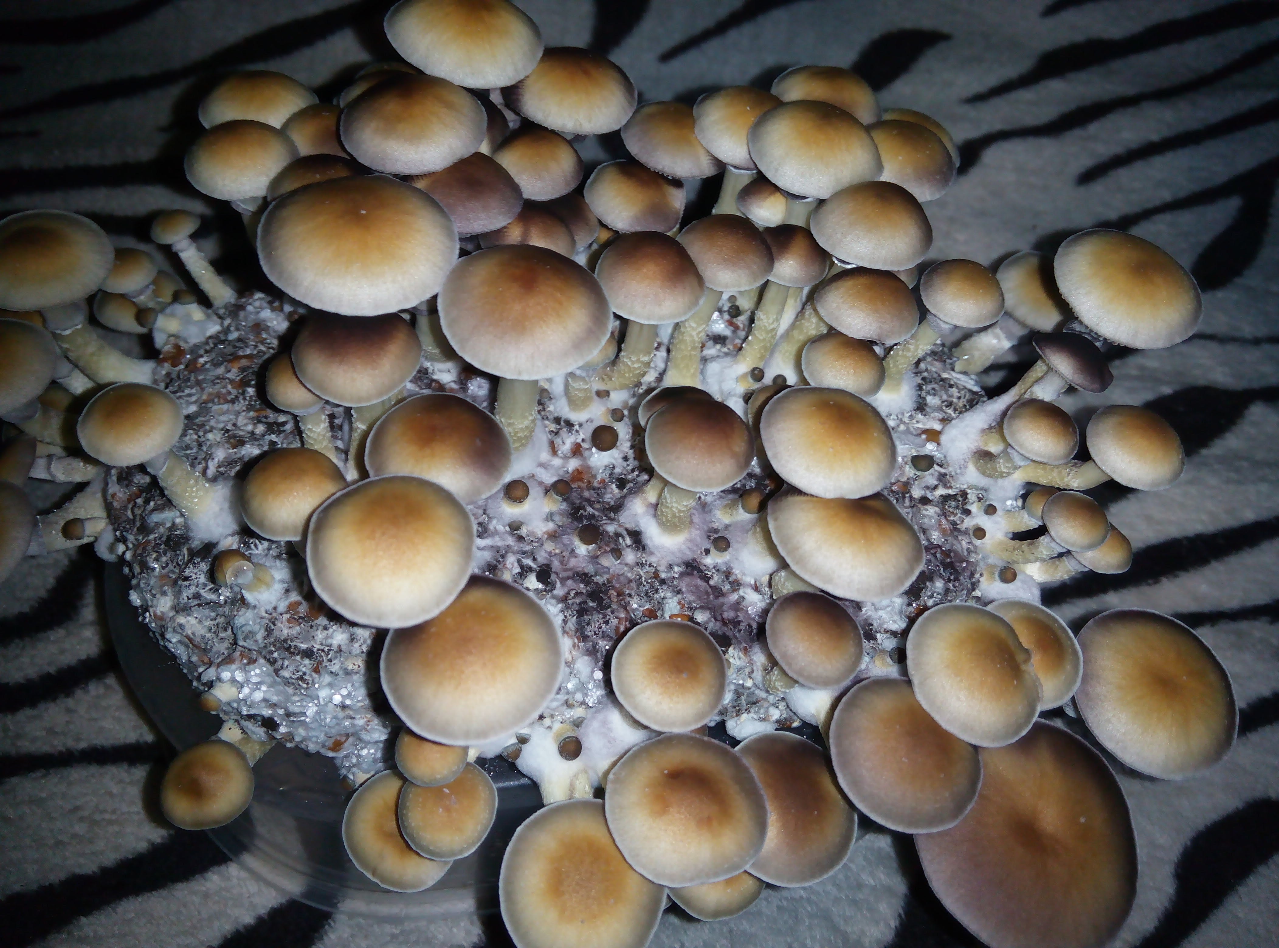 Psylocybe cubensis Pink Buffalo.jpg