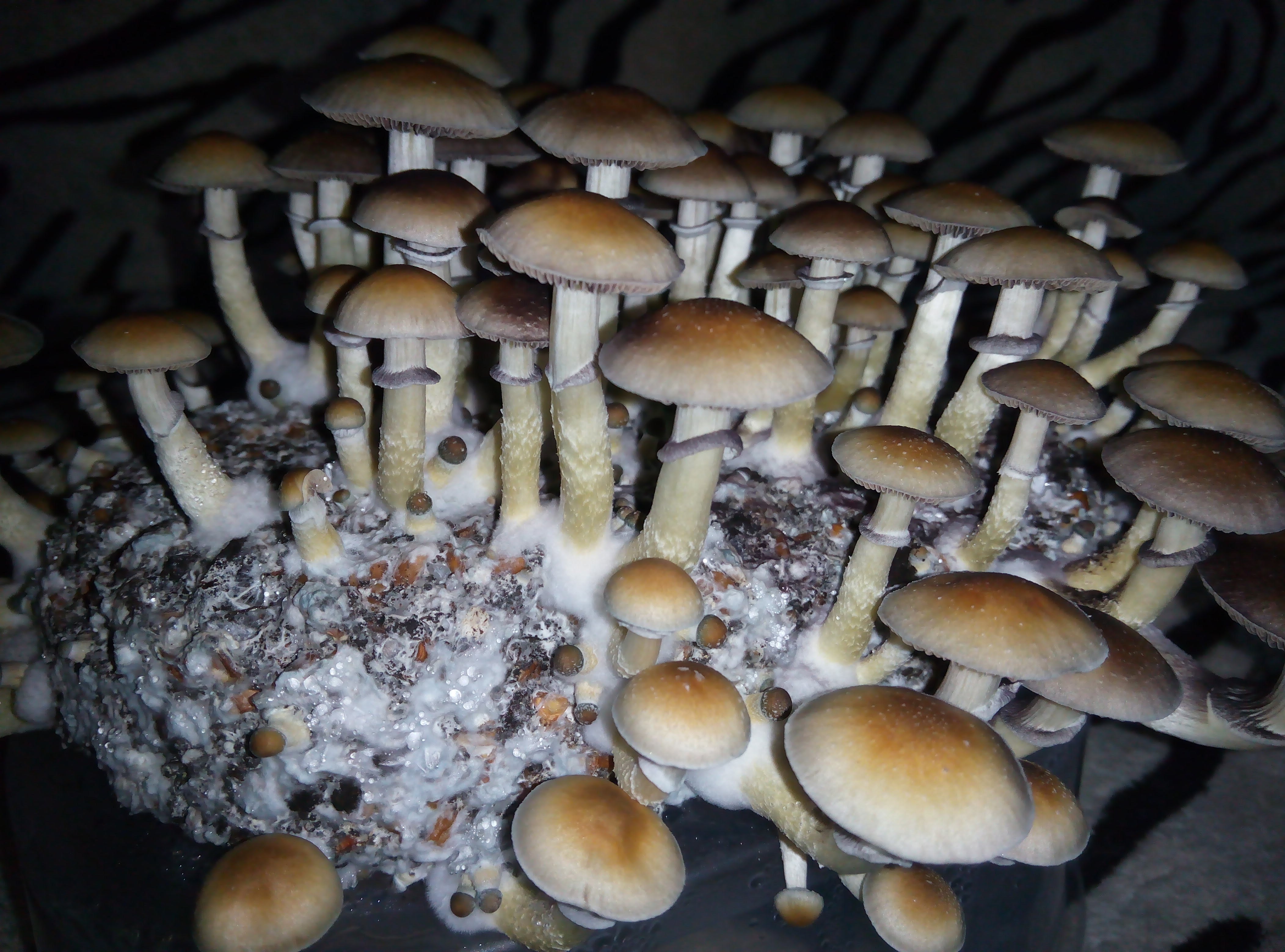 Psylocybe cubensis Pink Buffalo.jpg