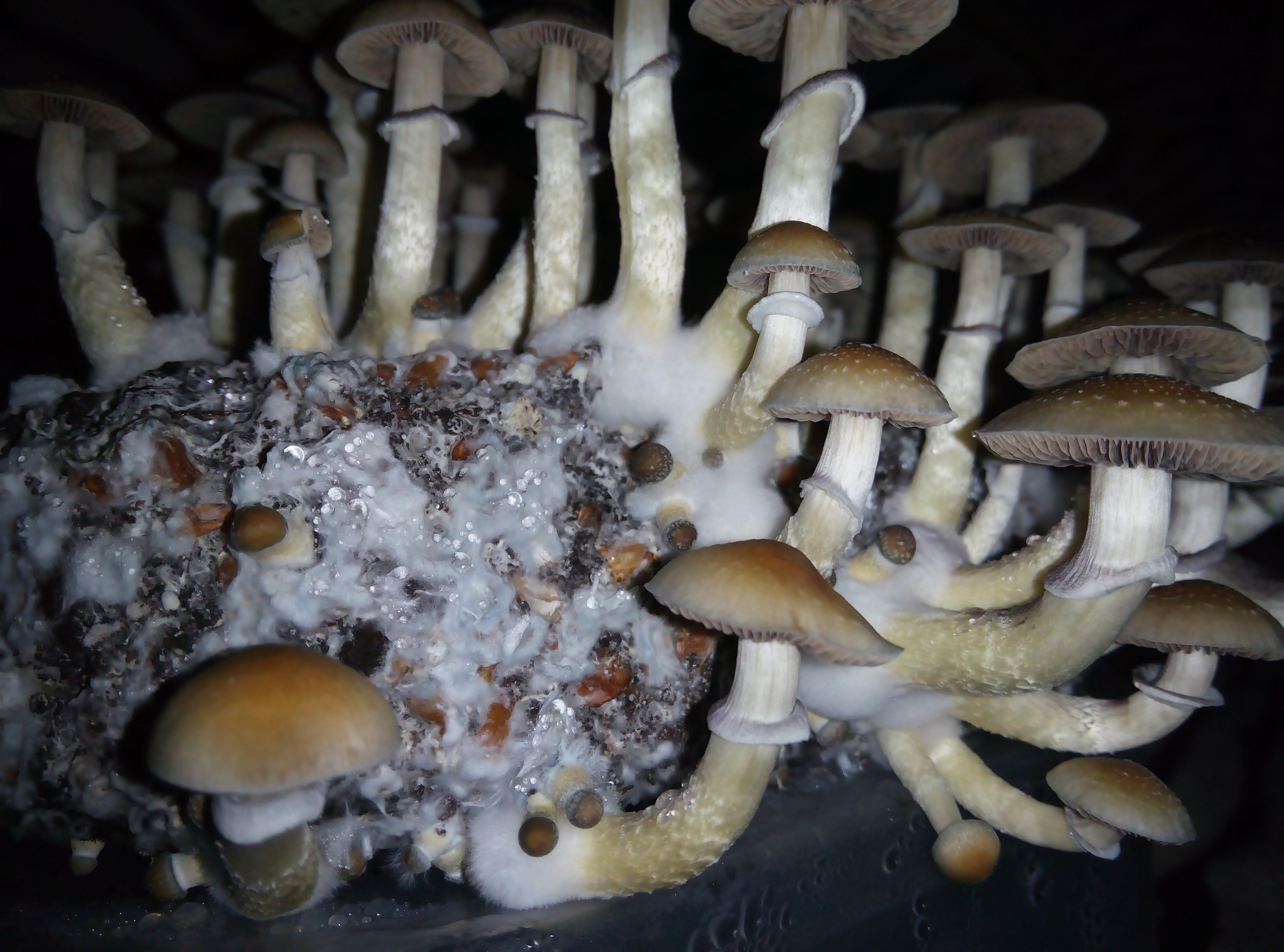 Psylocybe cubensis Pink Buffalo.jpg
