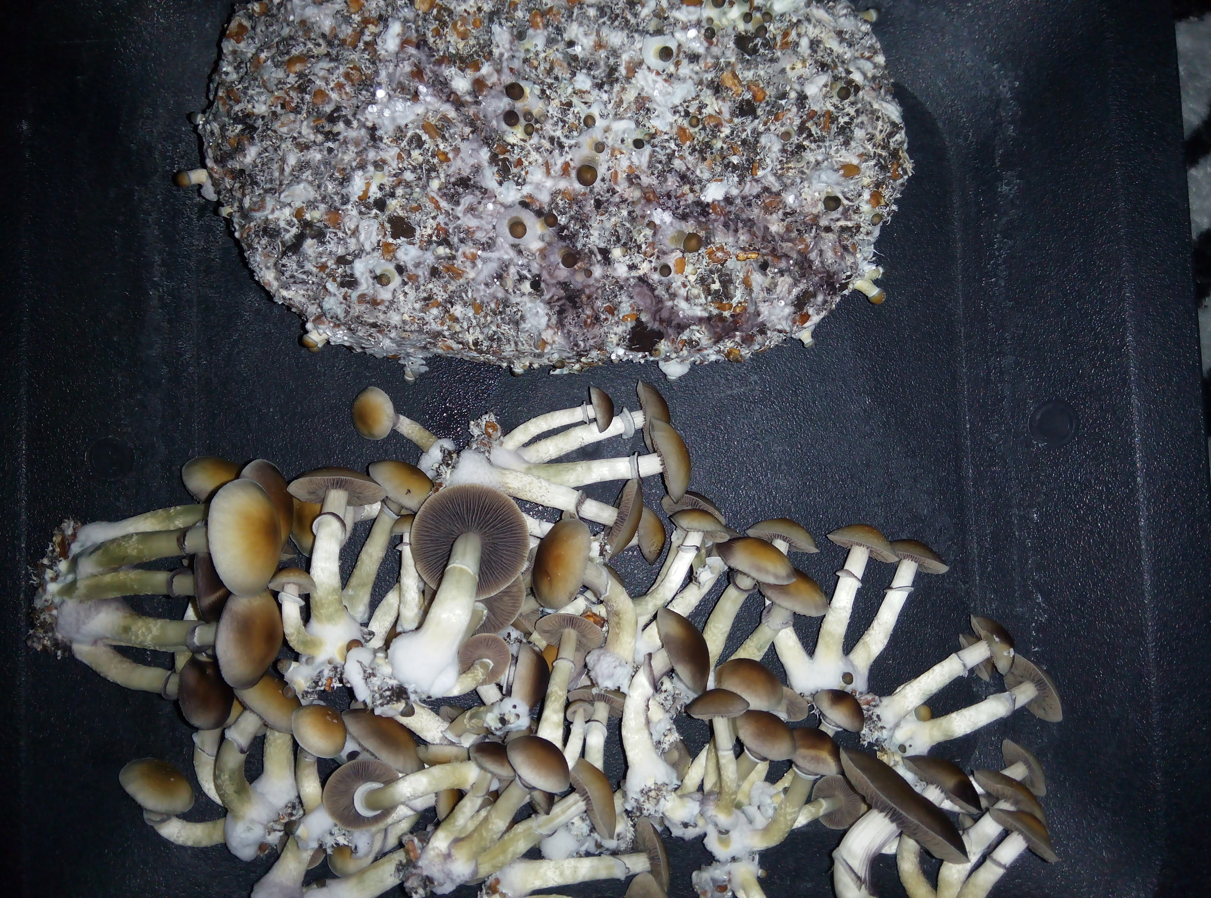 Psylocybe cubensis Pink Buffalo.jpg