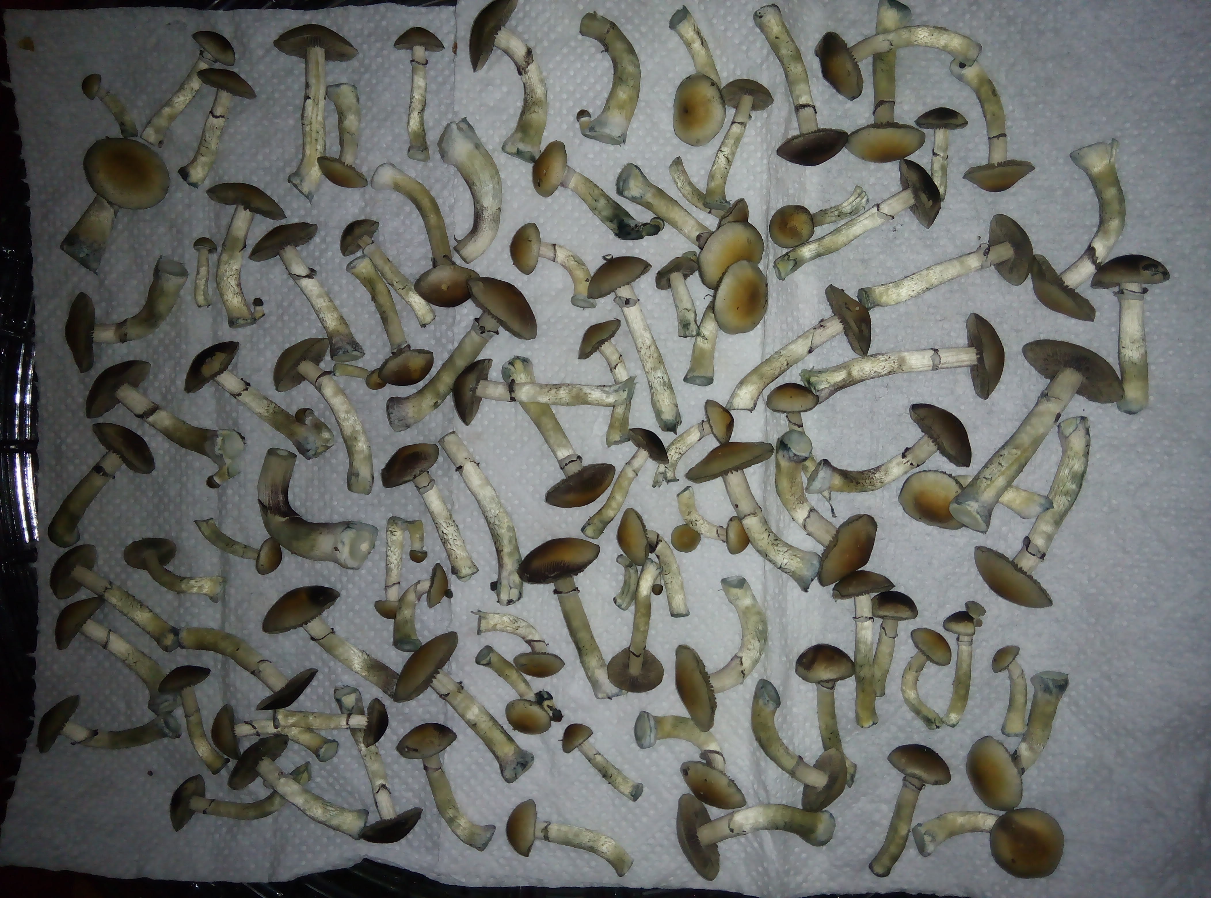Psylocybe cubensis Pink Buffalo.jpg