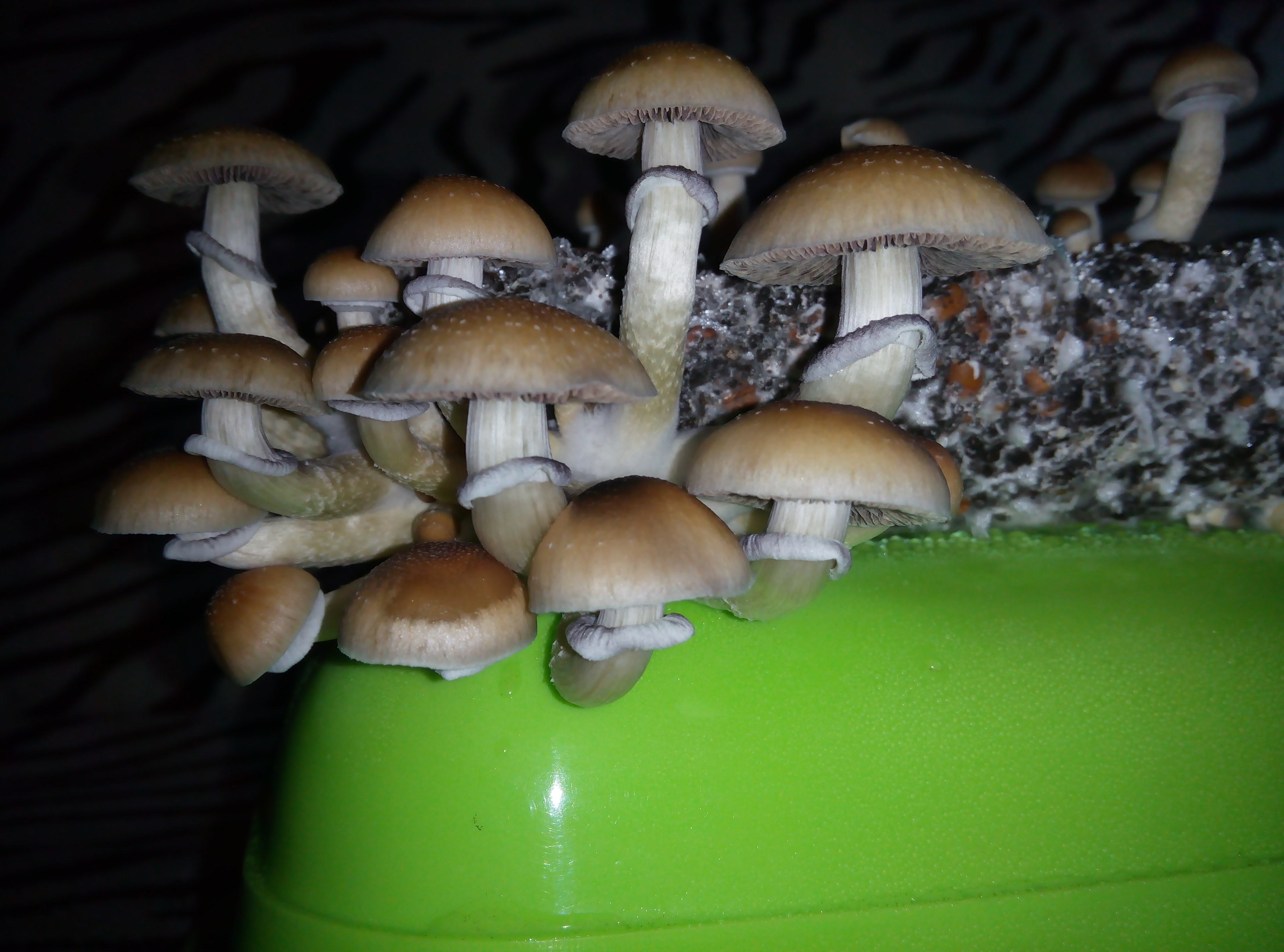 Psylocybe cubensis Pink Buffalo.jpg