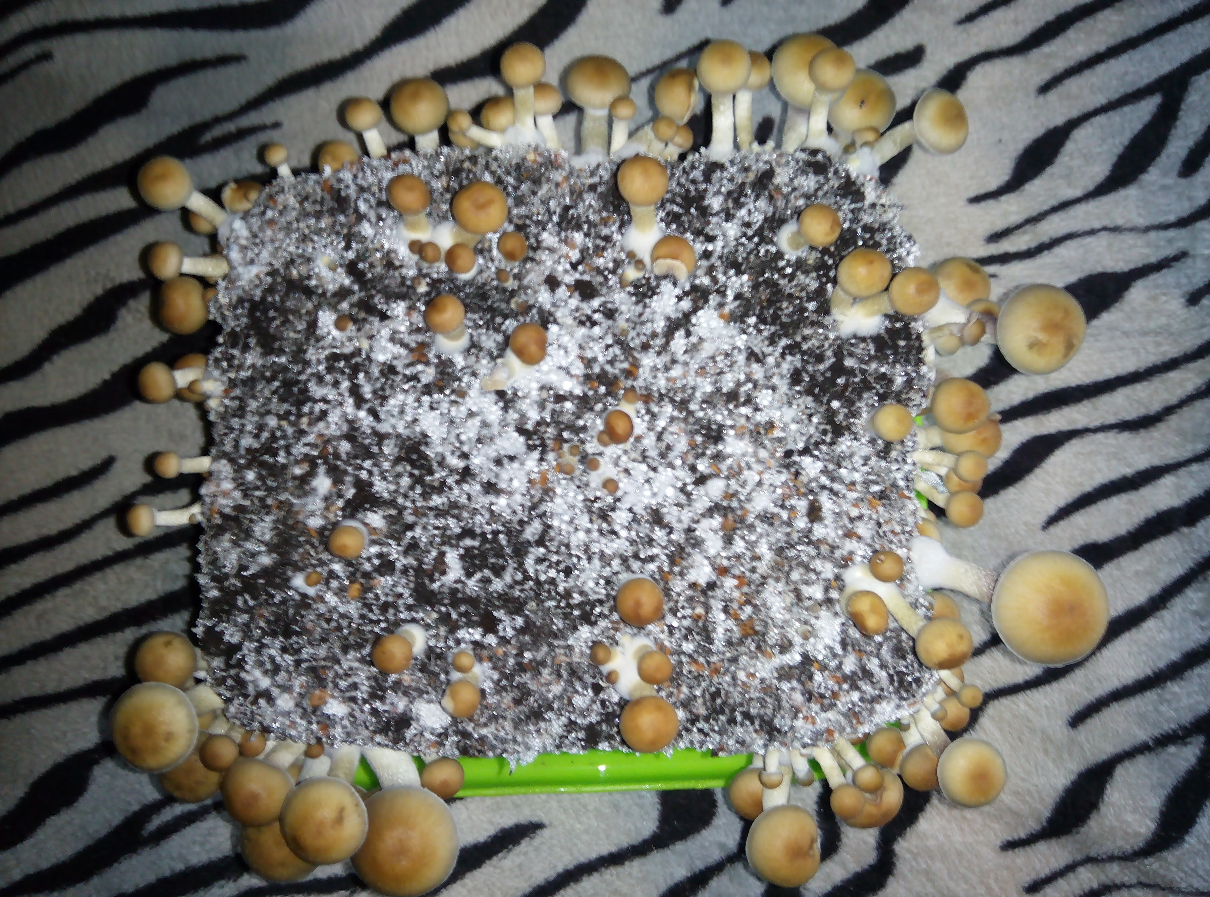 Psylocybe cubensis Pink Buffalo.jpg