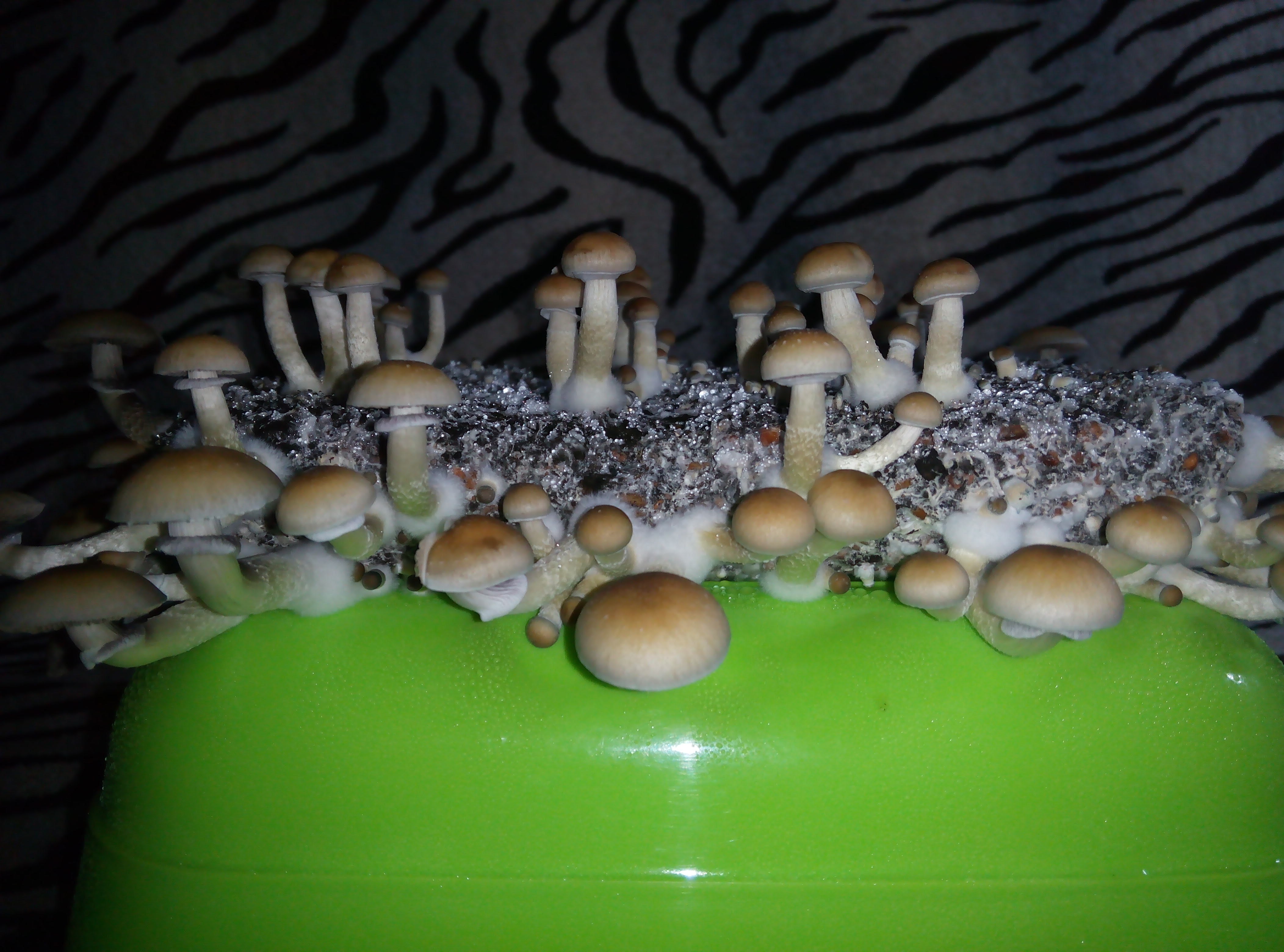 Psylocybe cubensis Pink Buffalo.jpg