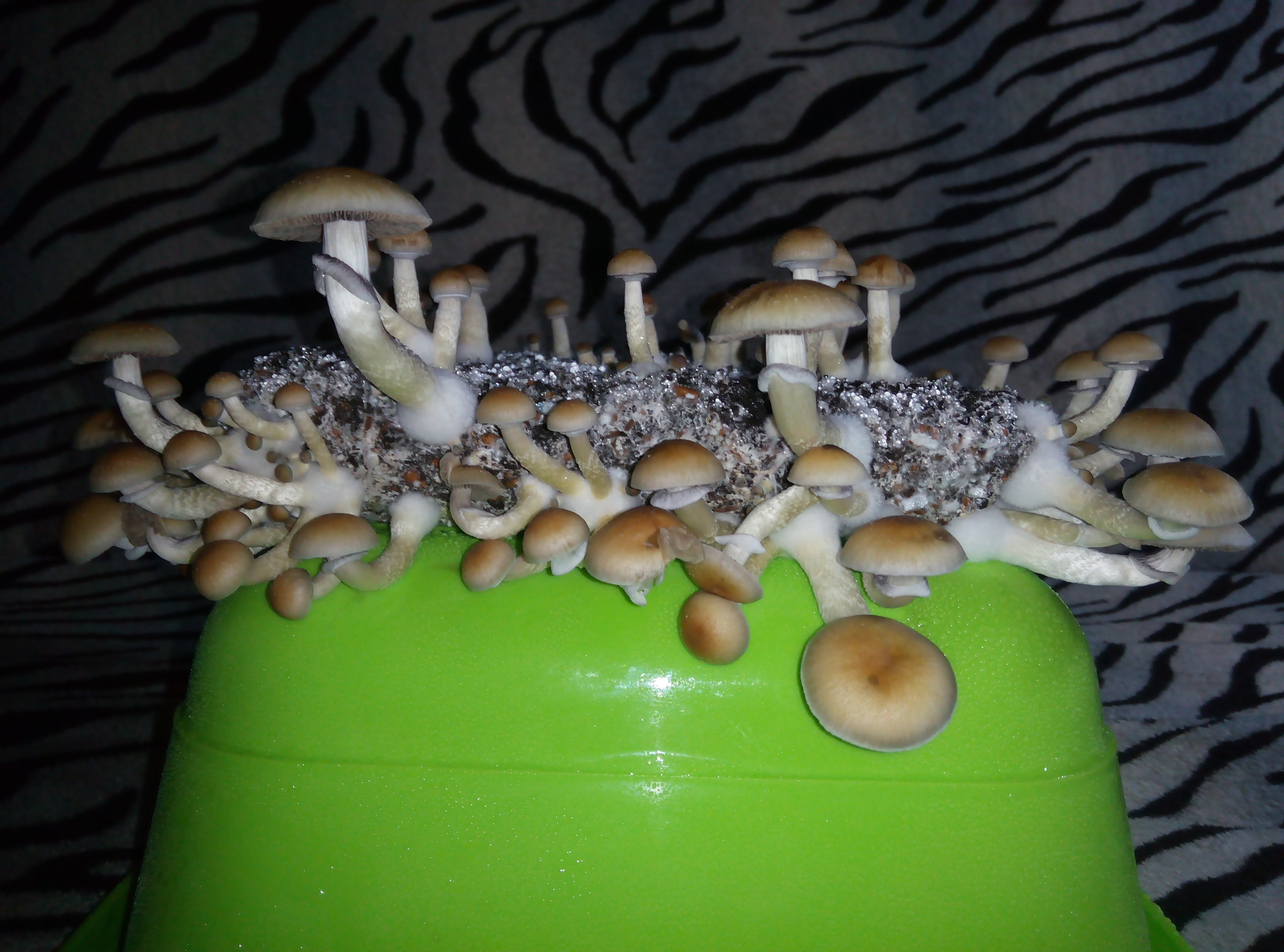 Psylocybe cubensis Pink Buffalo.jpg