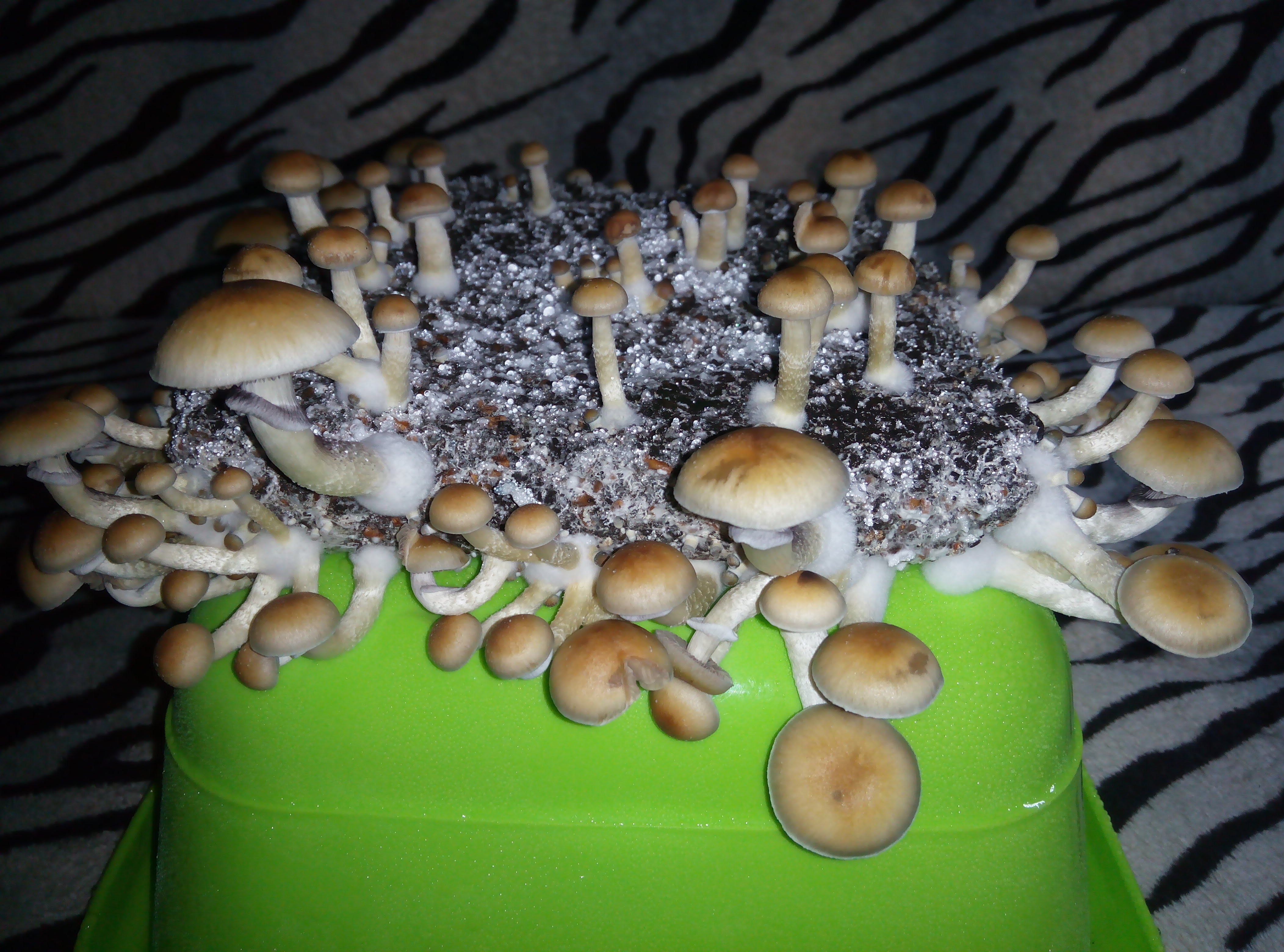 Psylocybe cubensis Pink Buffalo.jpg