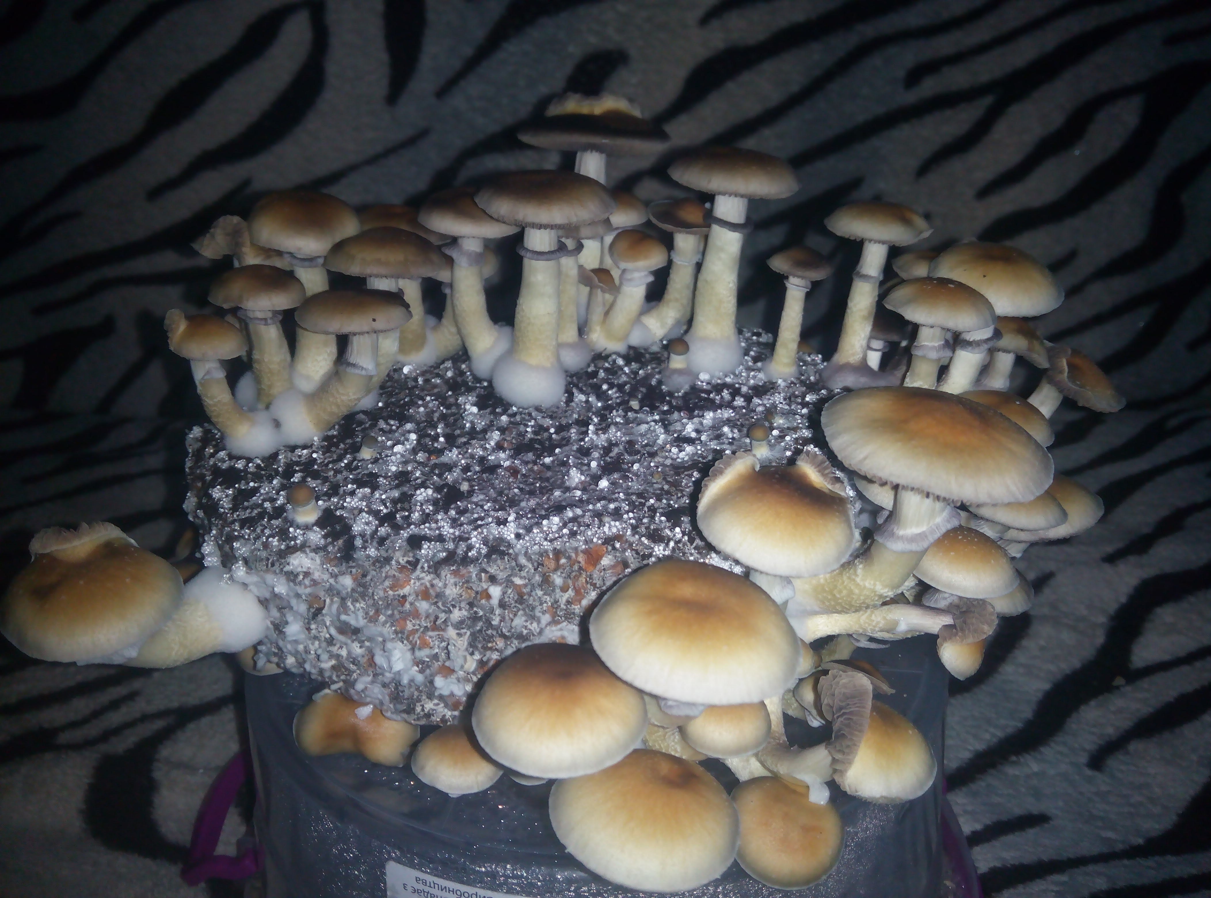 Psylocybe cubensis Pink Buffalo.jpg