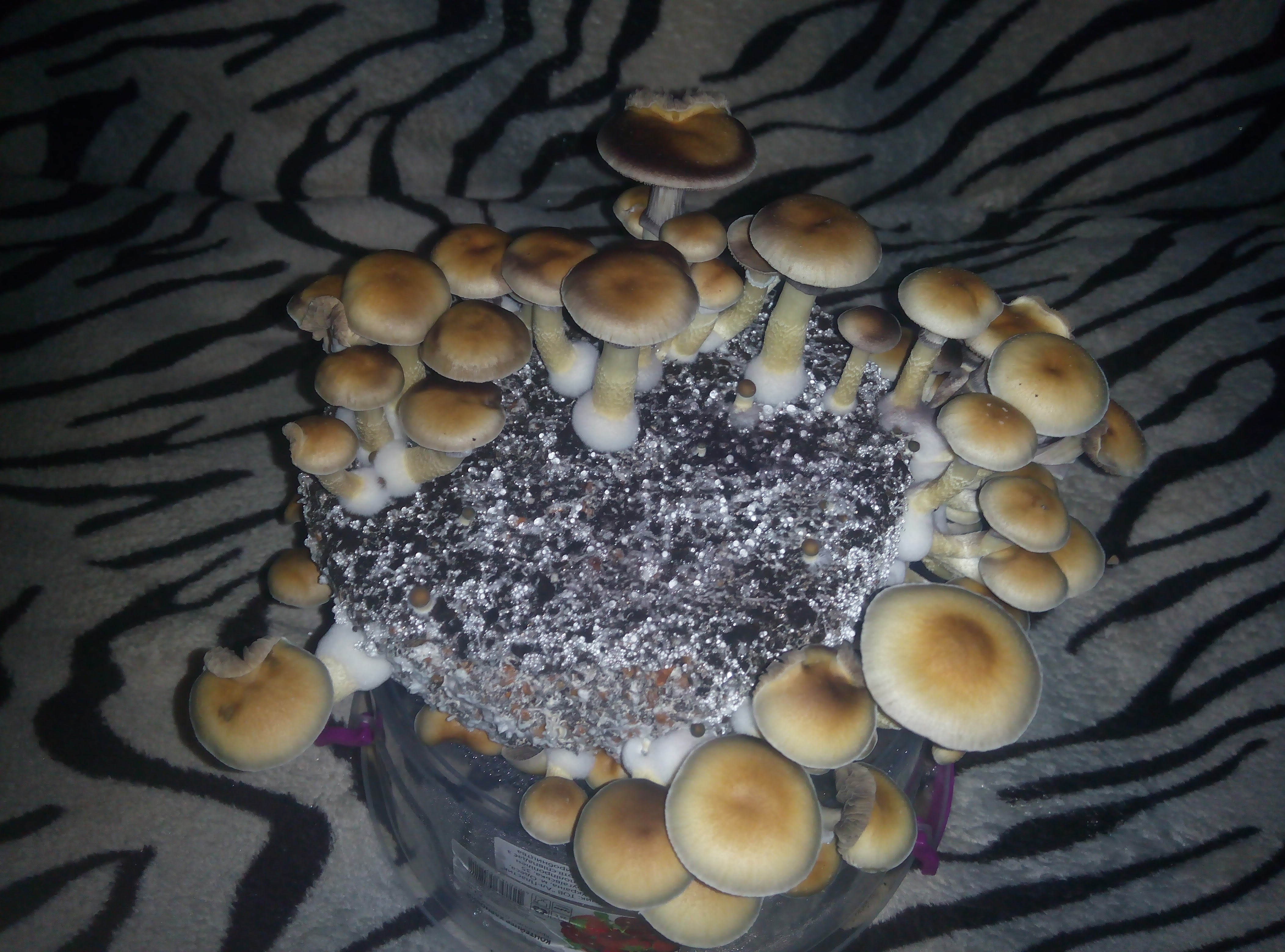 Psylocybe cubensis Pink Buffalo.jpg