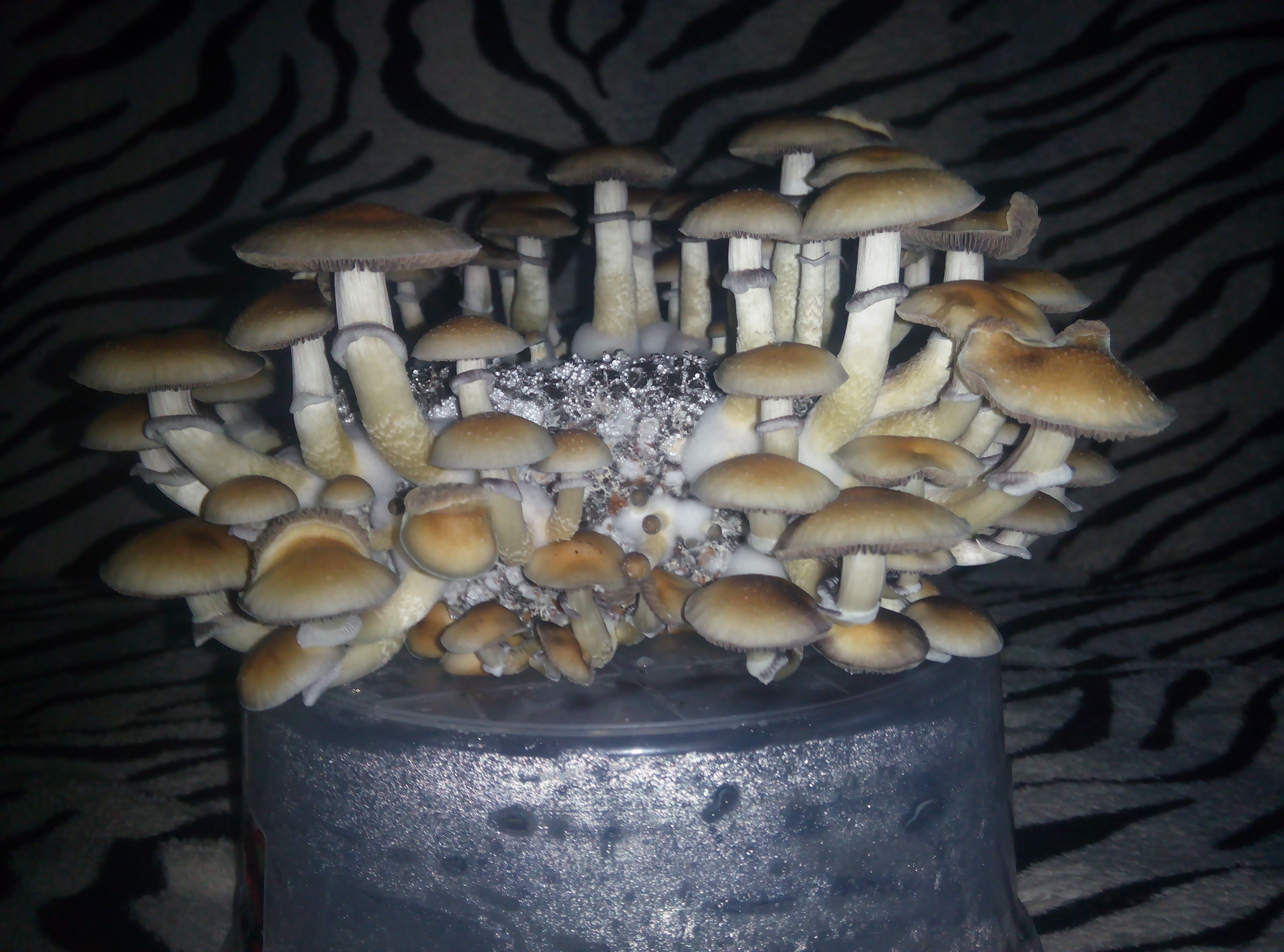 Psylocybe cubensis Pink Buffalo.jpg
