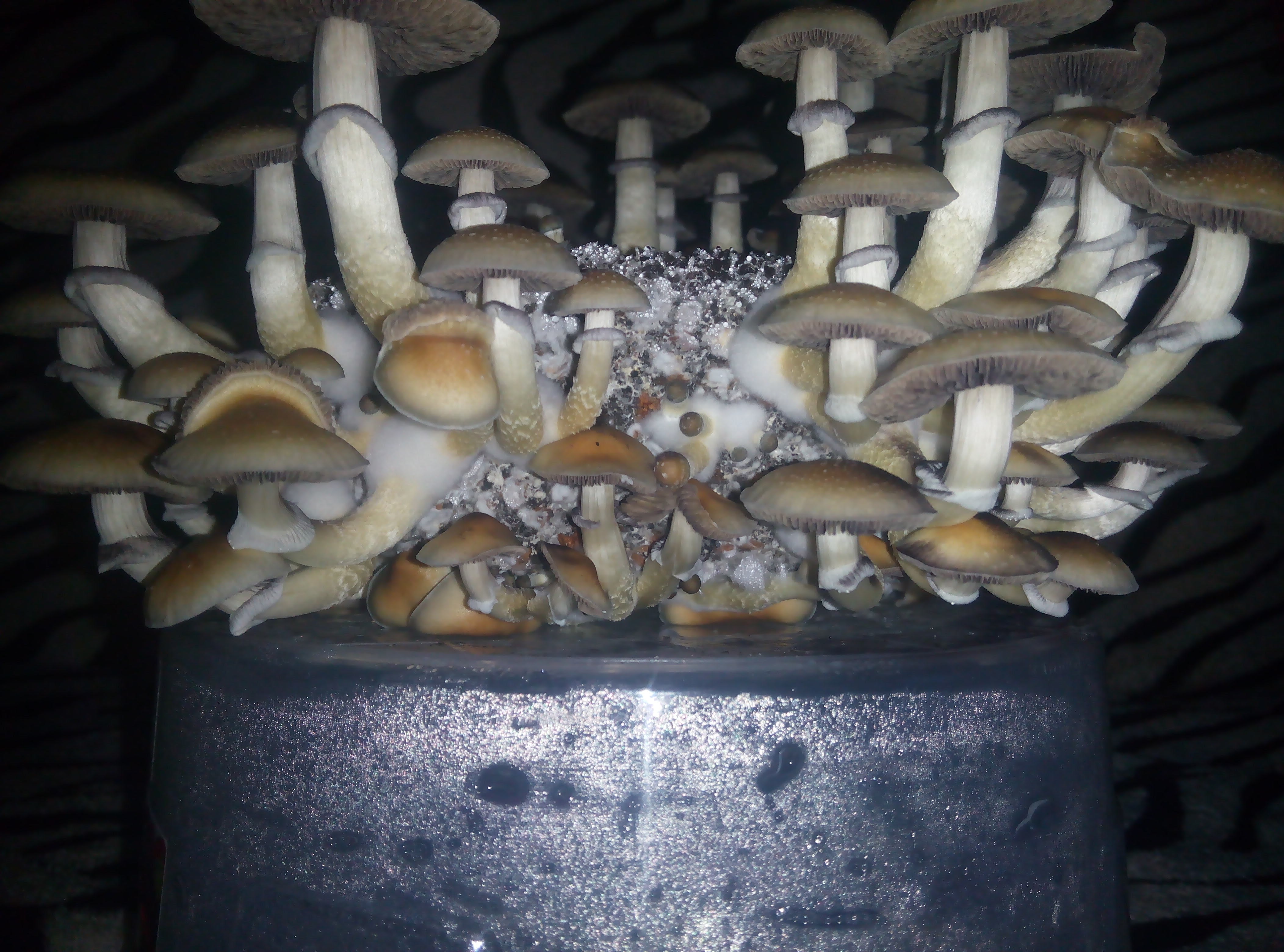 Psylocybe cubensis Pink Buffalo.jpg