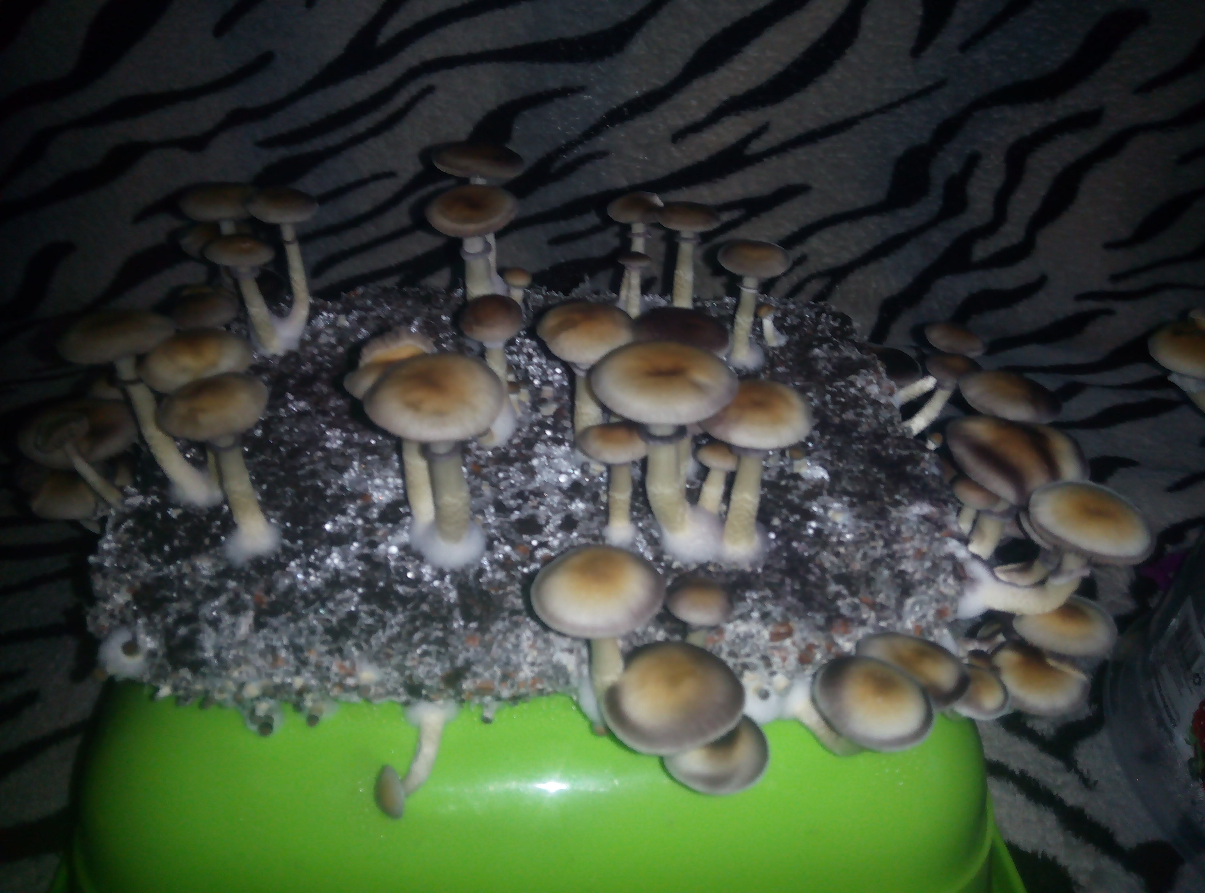 Psylocybe cubensis Pink Buffalo.jpg