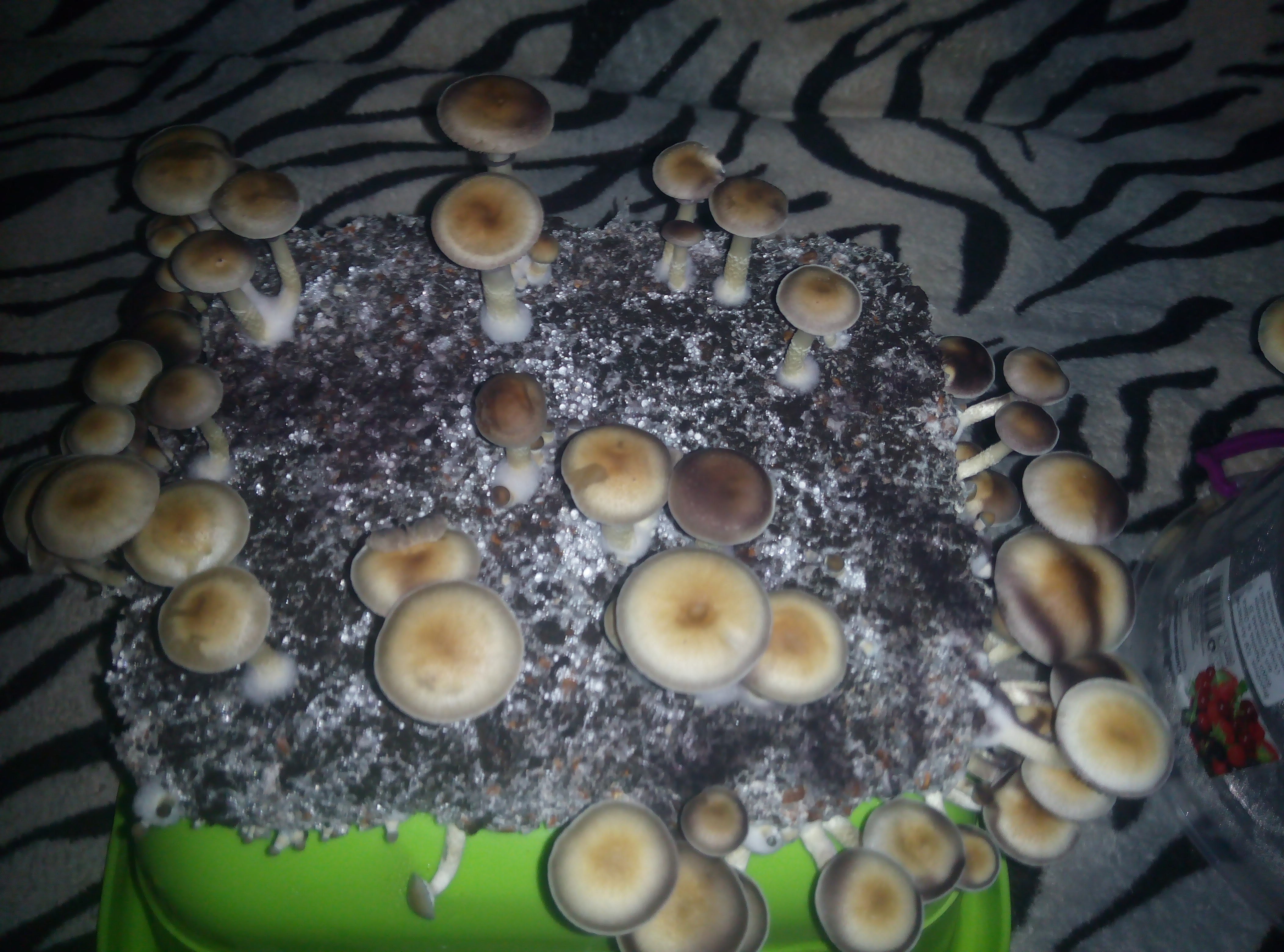 Psylocybe cubensis Pink Buffalo.jpg