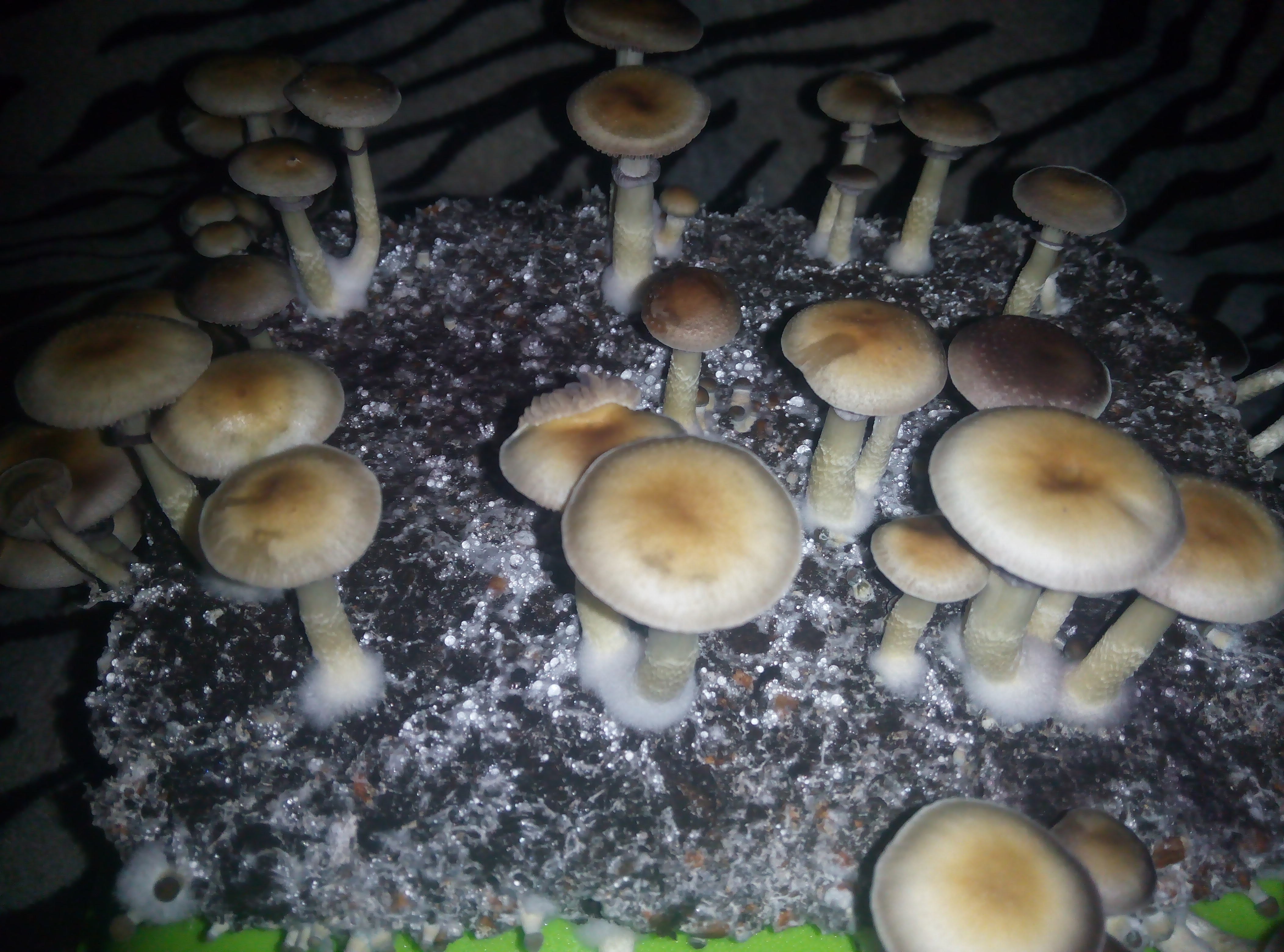 Psylocybe cubensis Pink Buffalo.jpg