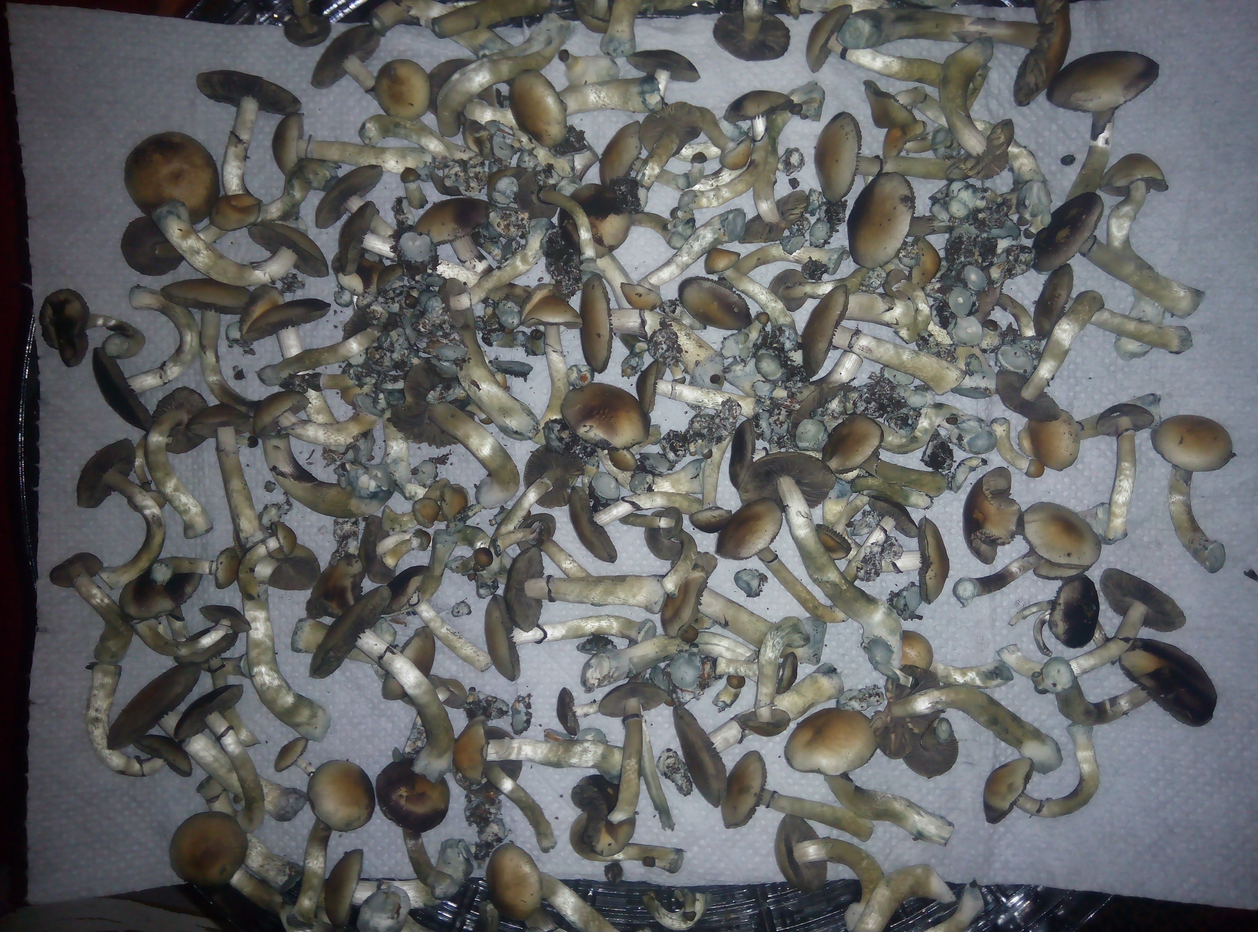 Psylocybe cubensis Pink Buffalo.jpg