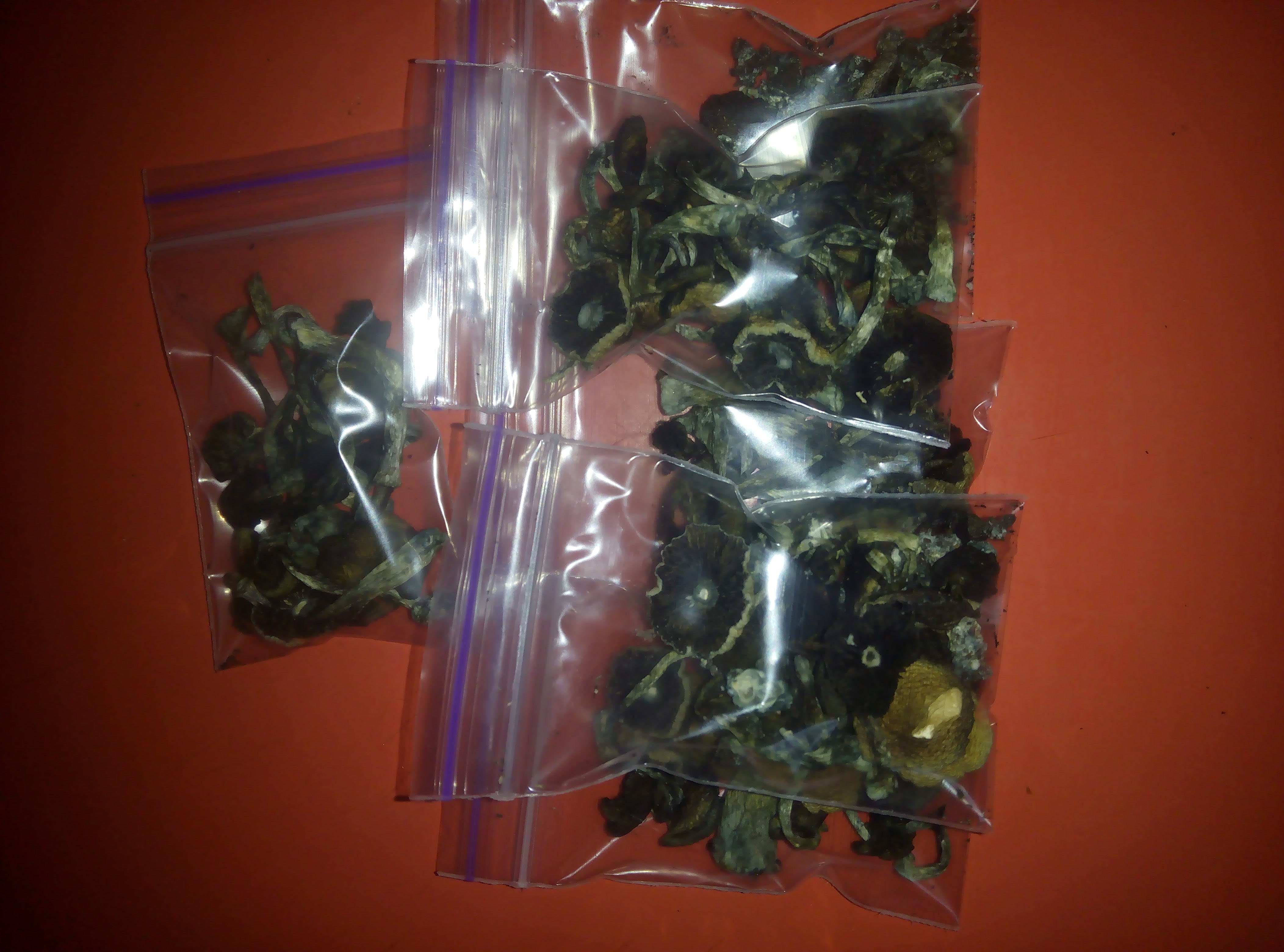 Psylocybe cubensis Pink Buffalo.jpg