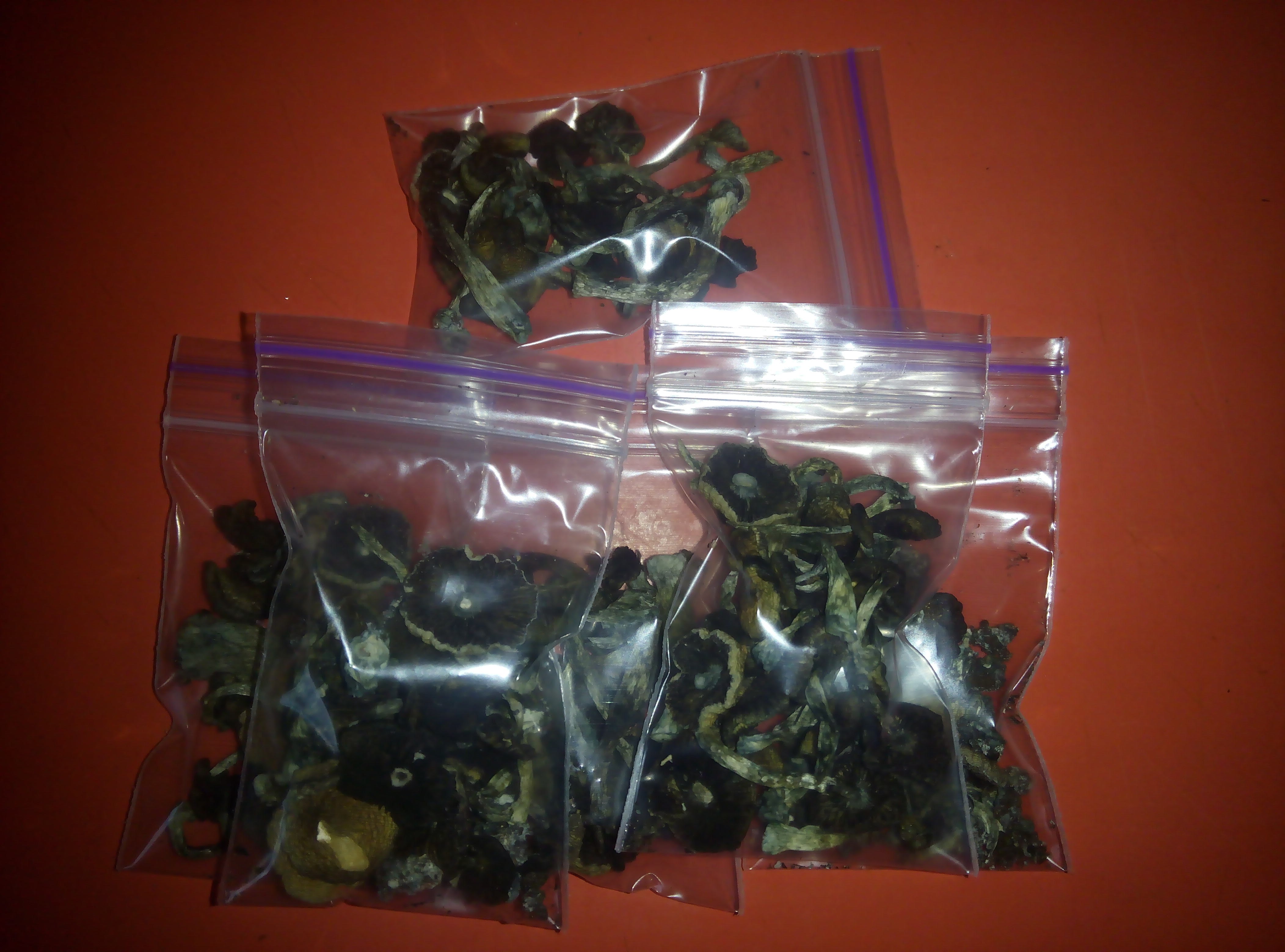 Psylocybe cubensis Pink Buffalo.jpg