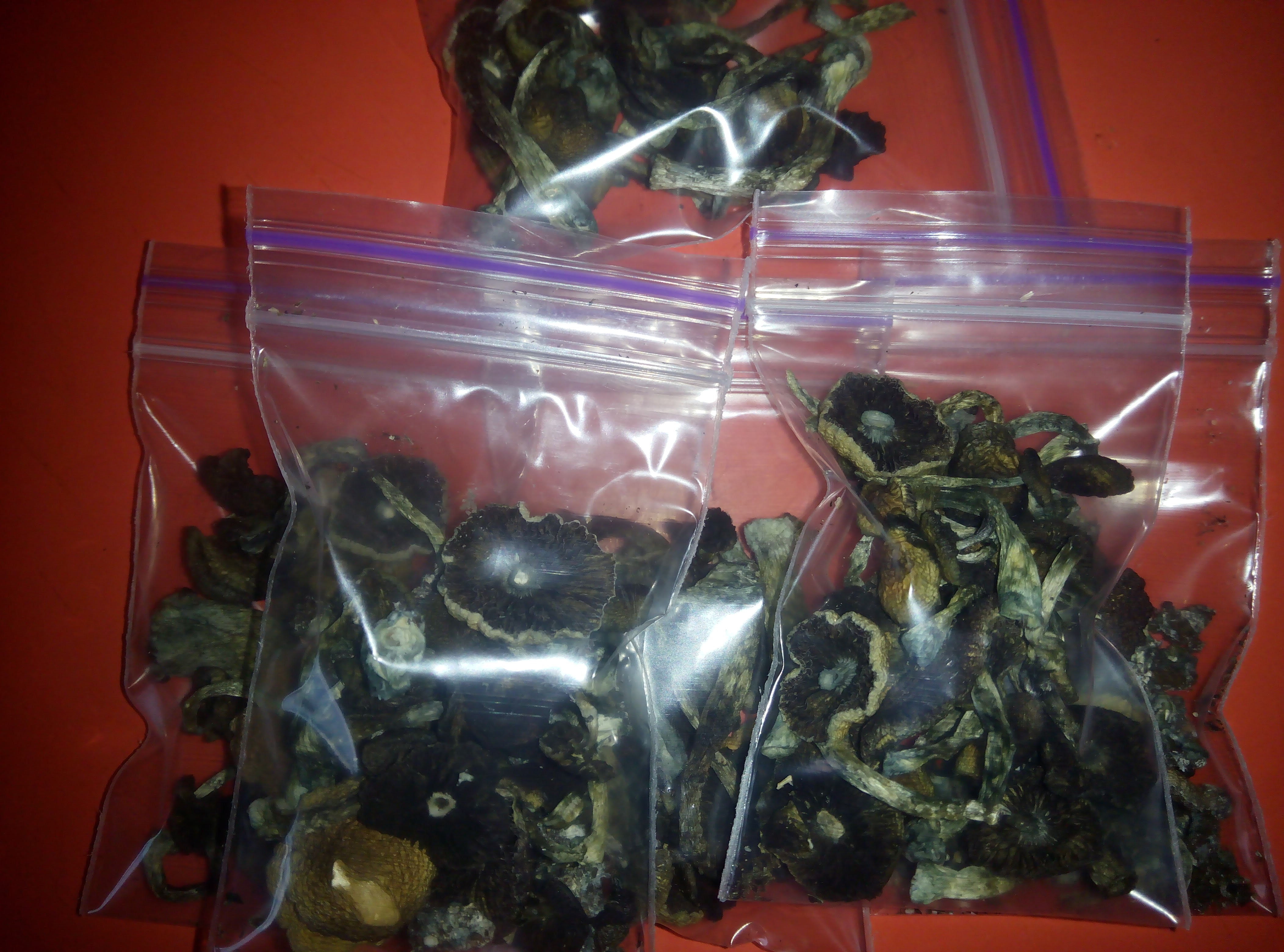 Psylocybe cubensis Pink Buffalo.jpg