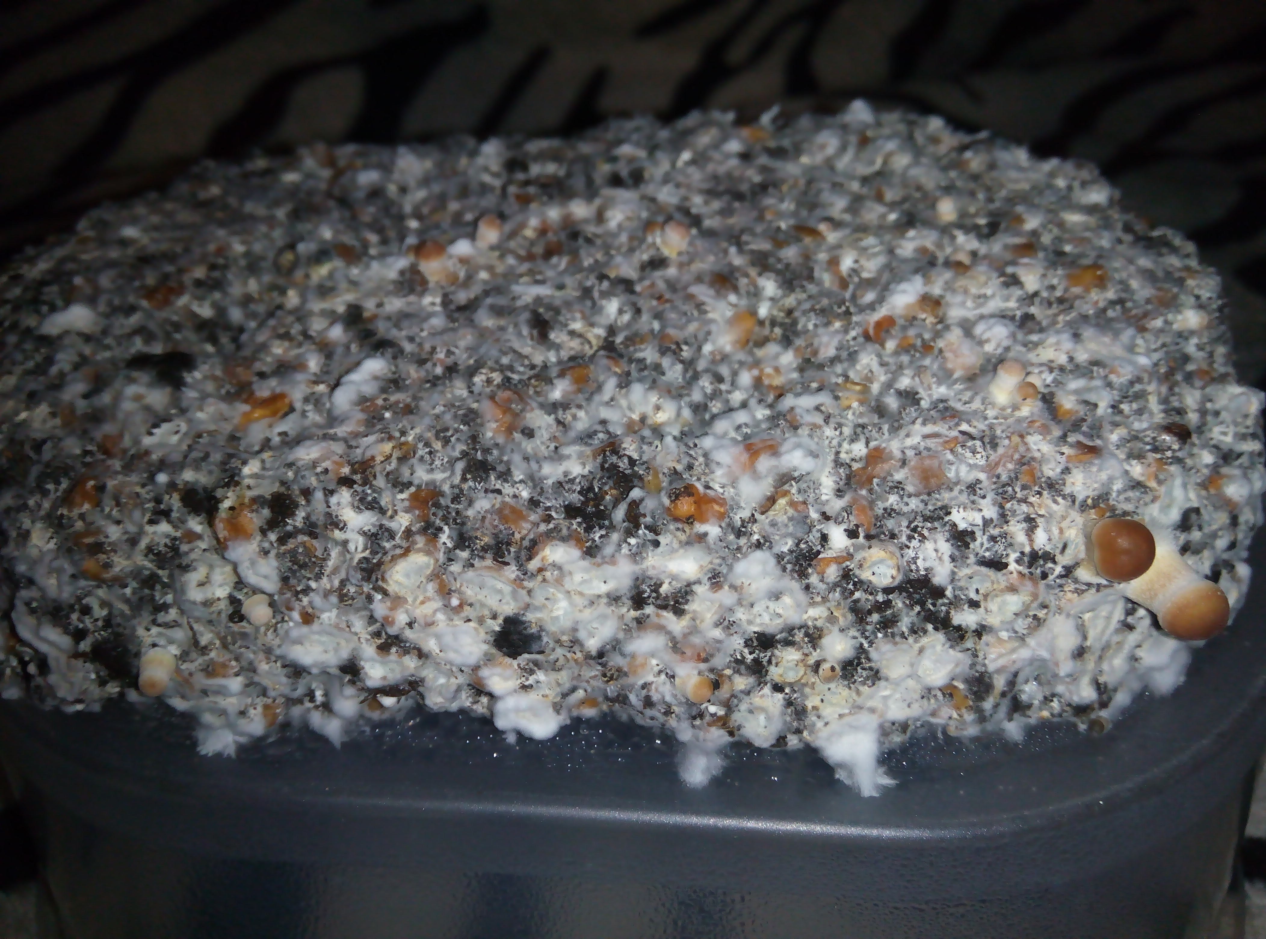 Psylocybe cubensis Pink Buffalo.jpg