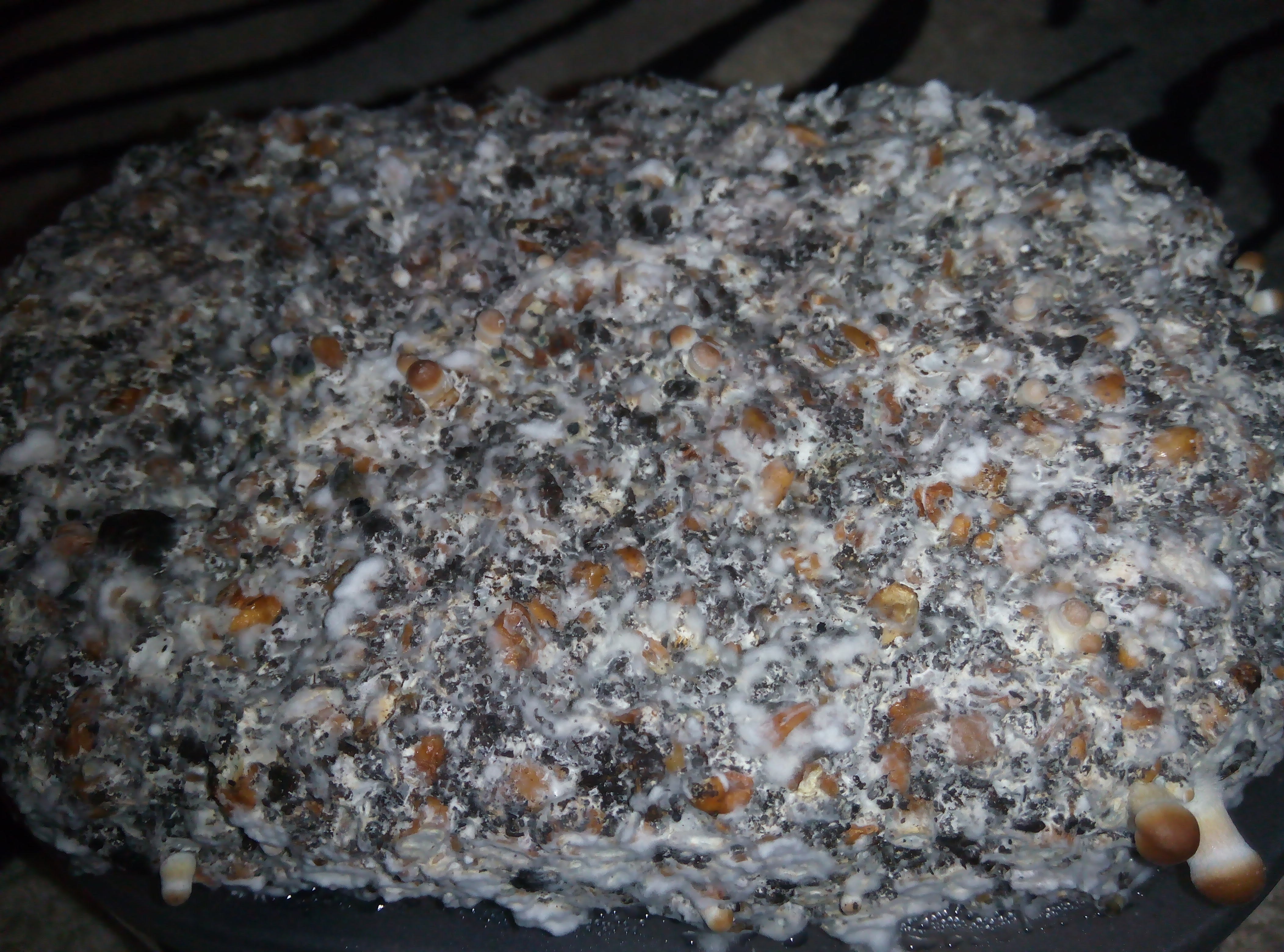Psylocybe cubensis Pink Buffalo.jpg