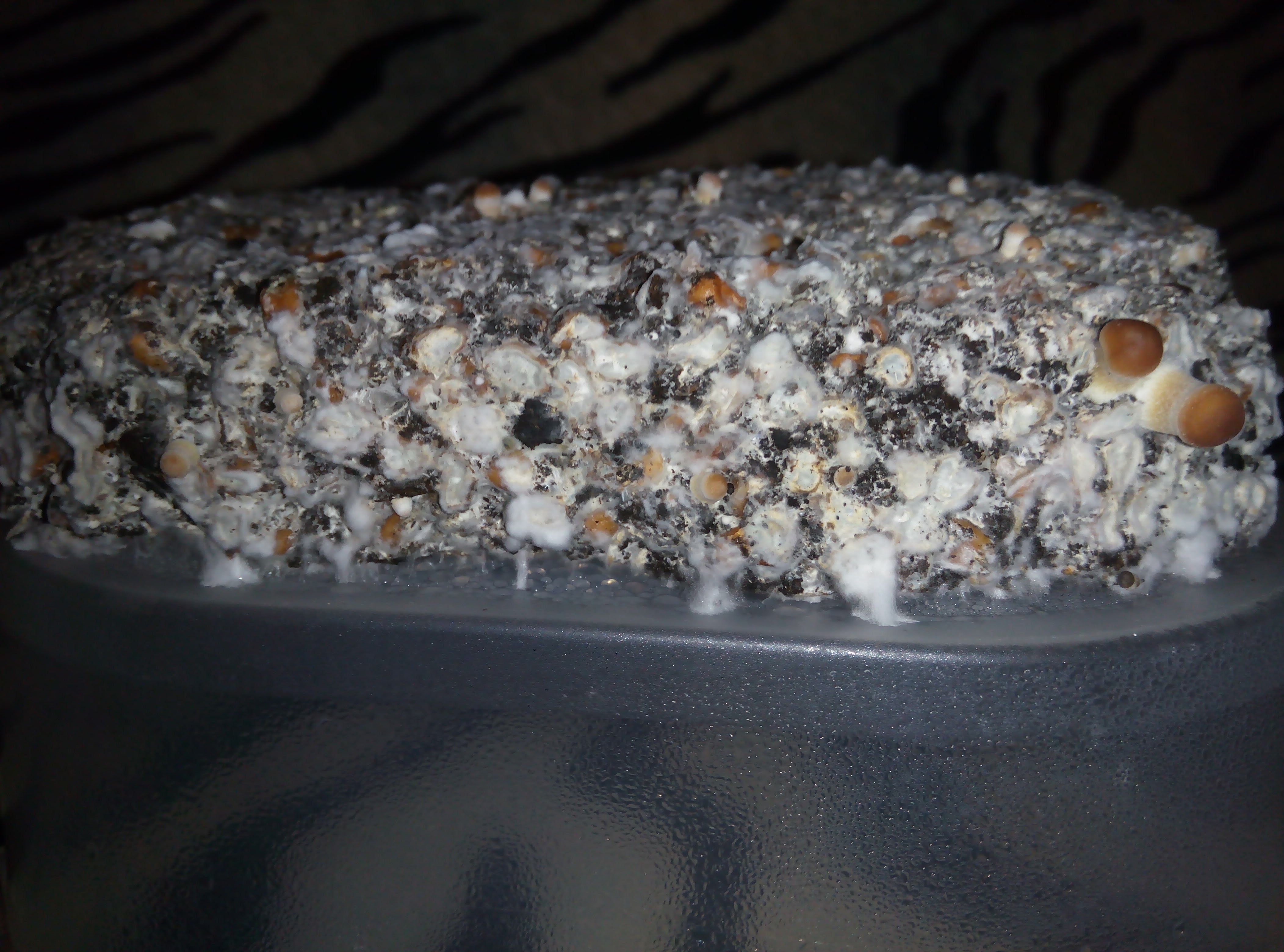 Psylocybe cubensis Pink Buffalo.jpg
