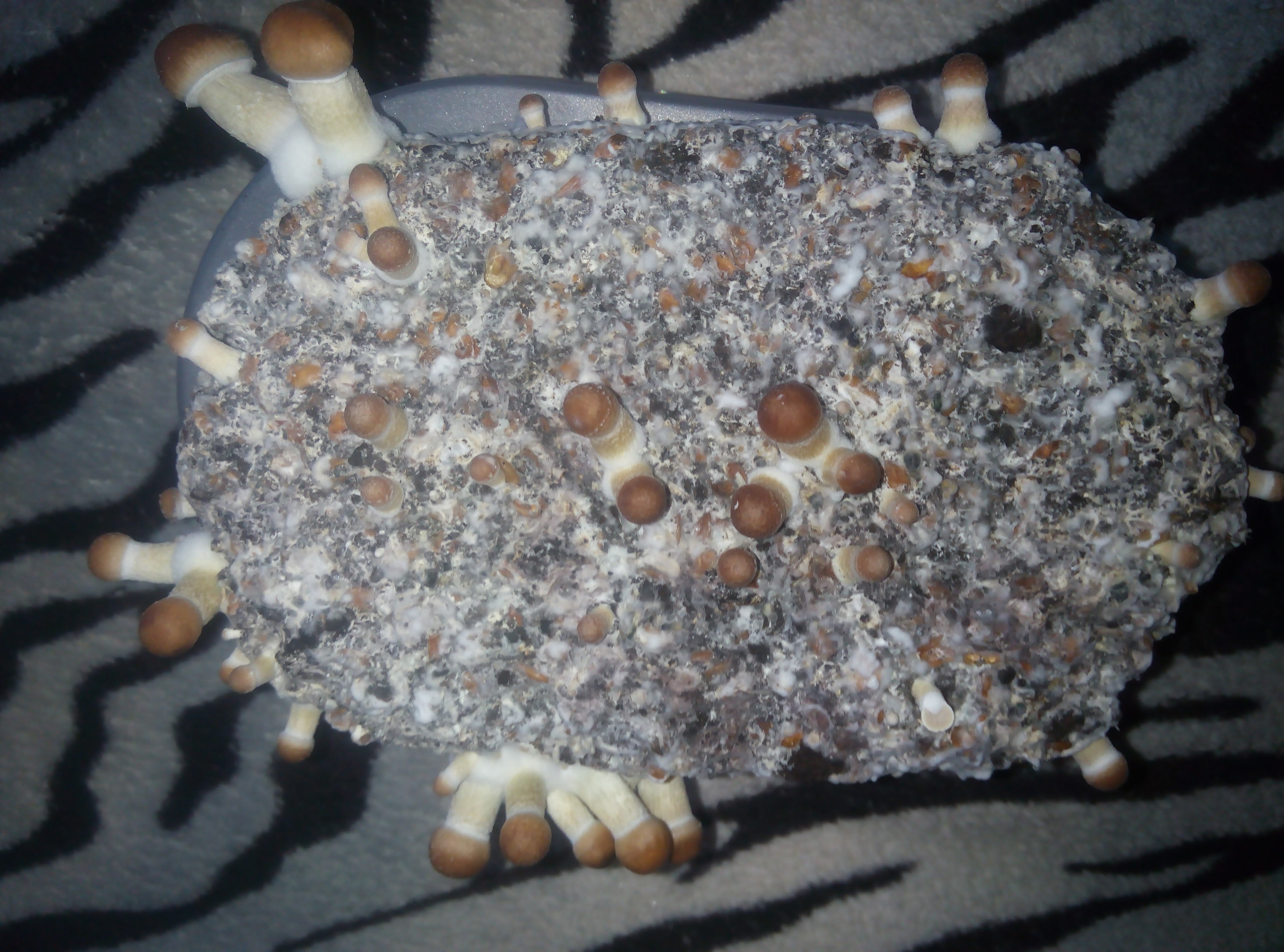 Psylocybe cubensis Pink Buffalo.jpg