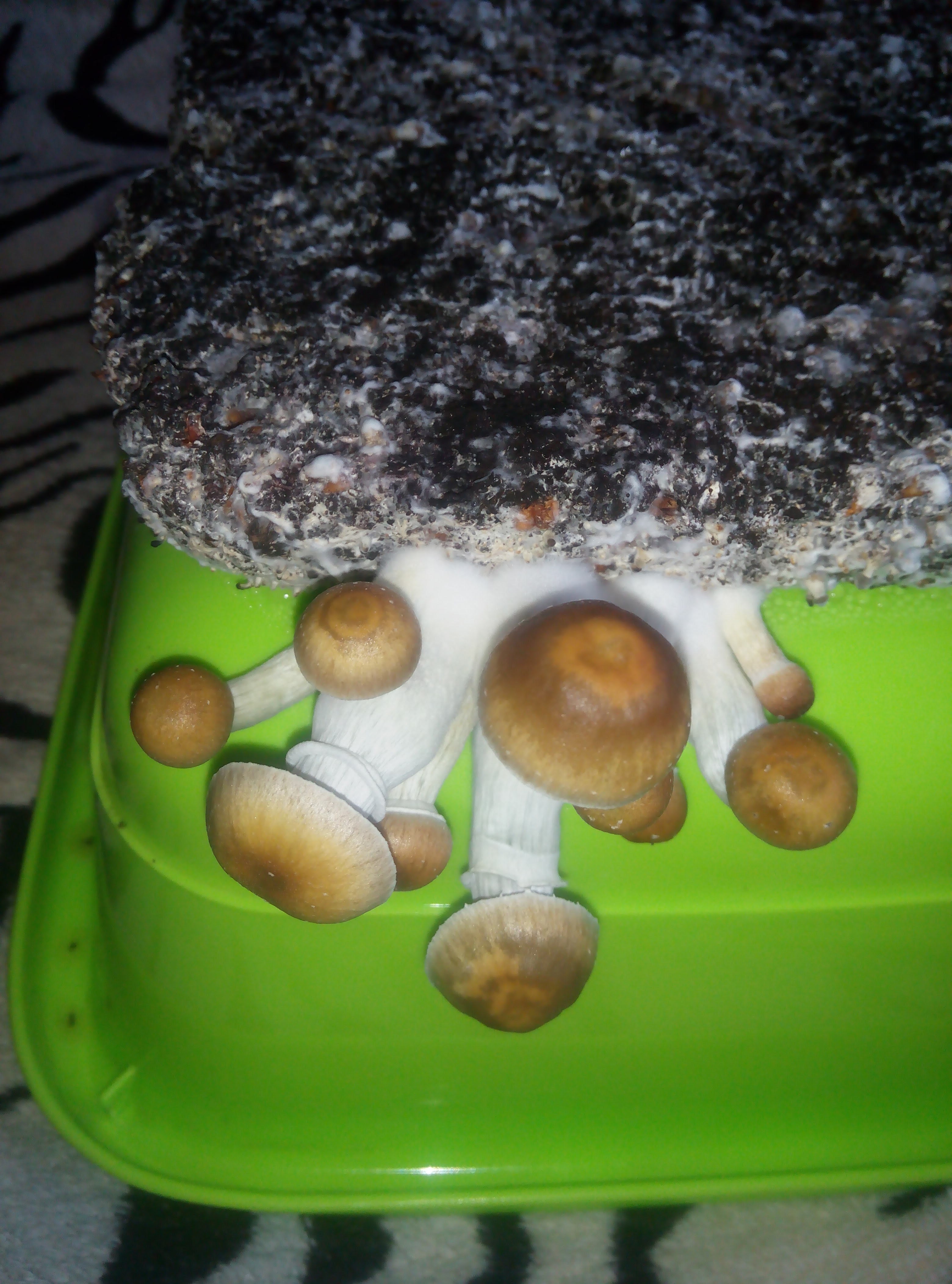 Psylocybe cubensis Pink Buffalo.jpg
