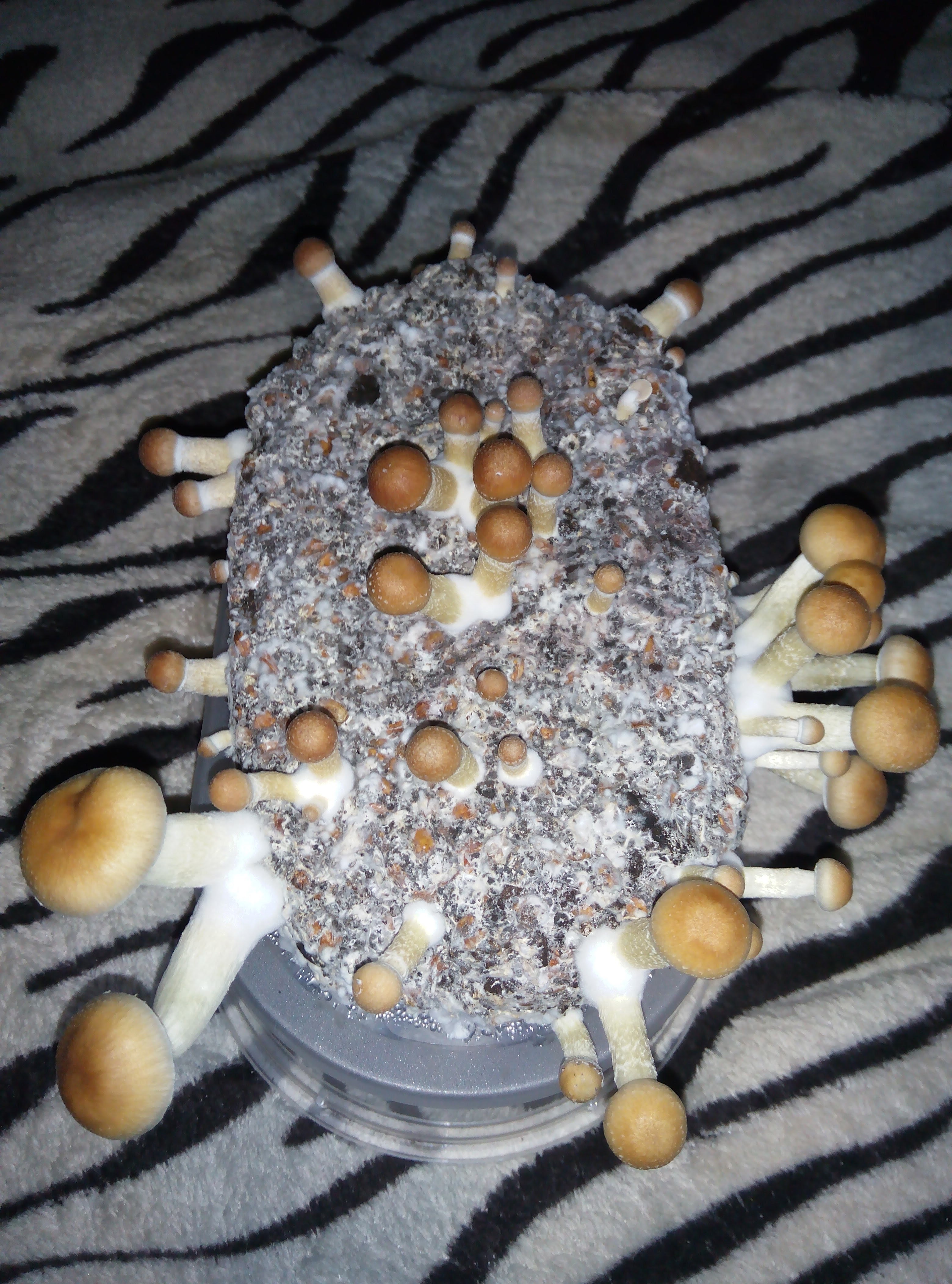 Psylocybe cubensis Pink Buffalo.jpg