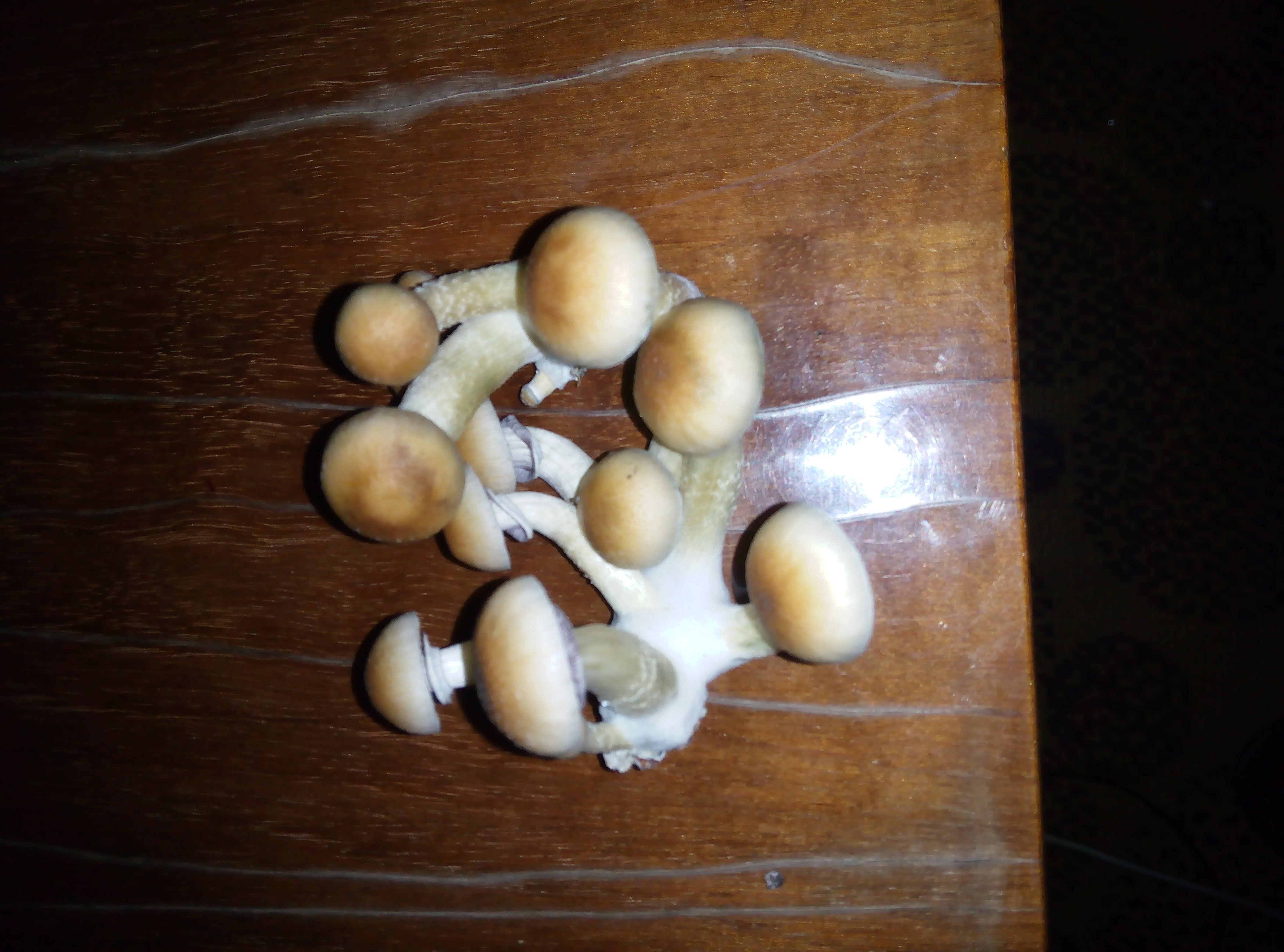 Psylocybe cubensis Pink Buffalo.jpg