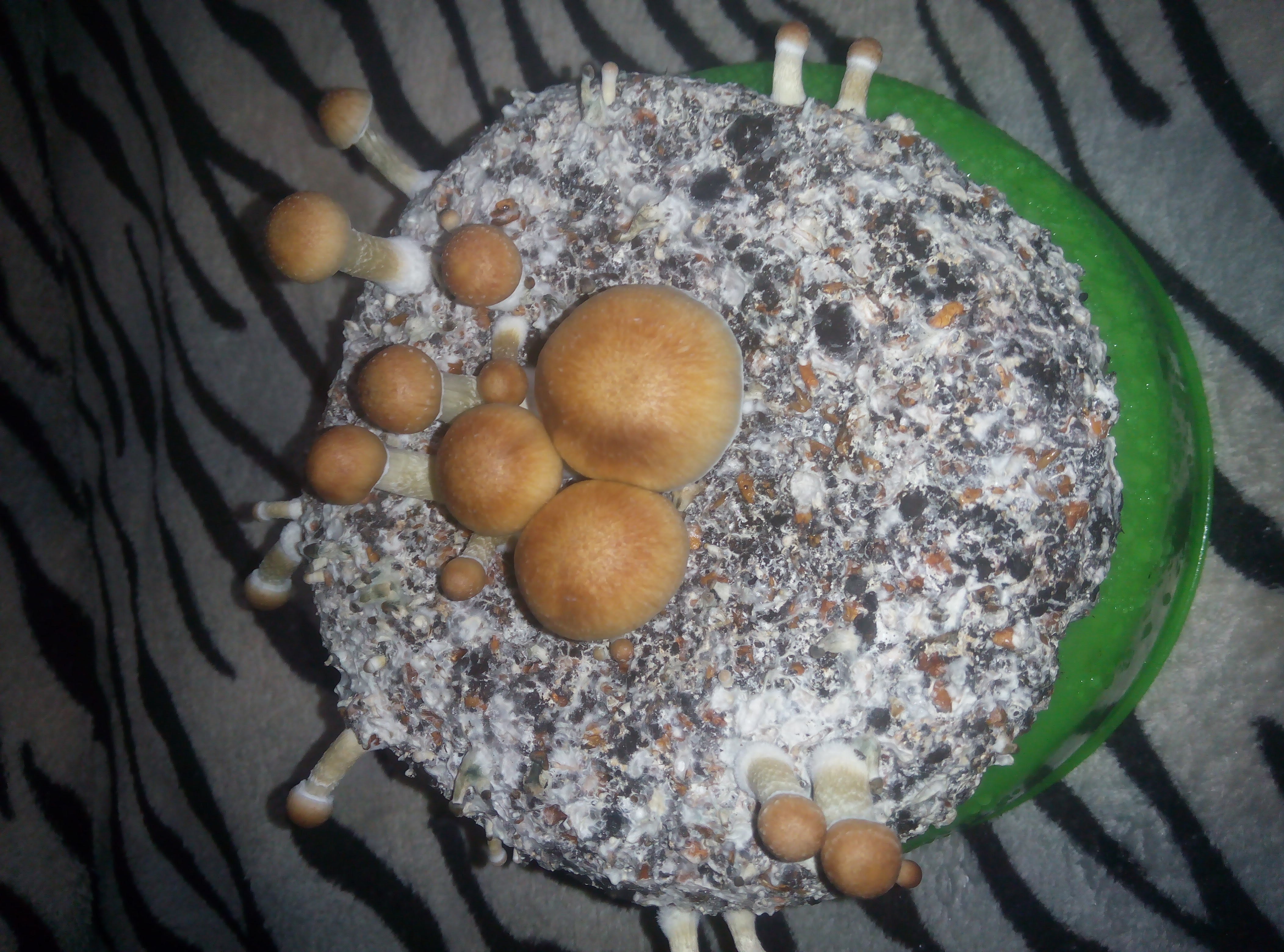 Psylocybe cubensis Pink Buffalo.jpg