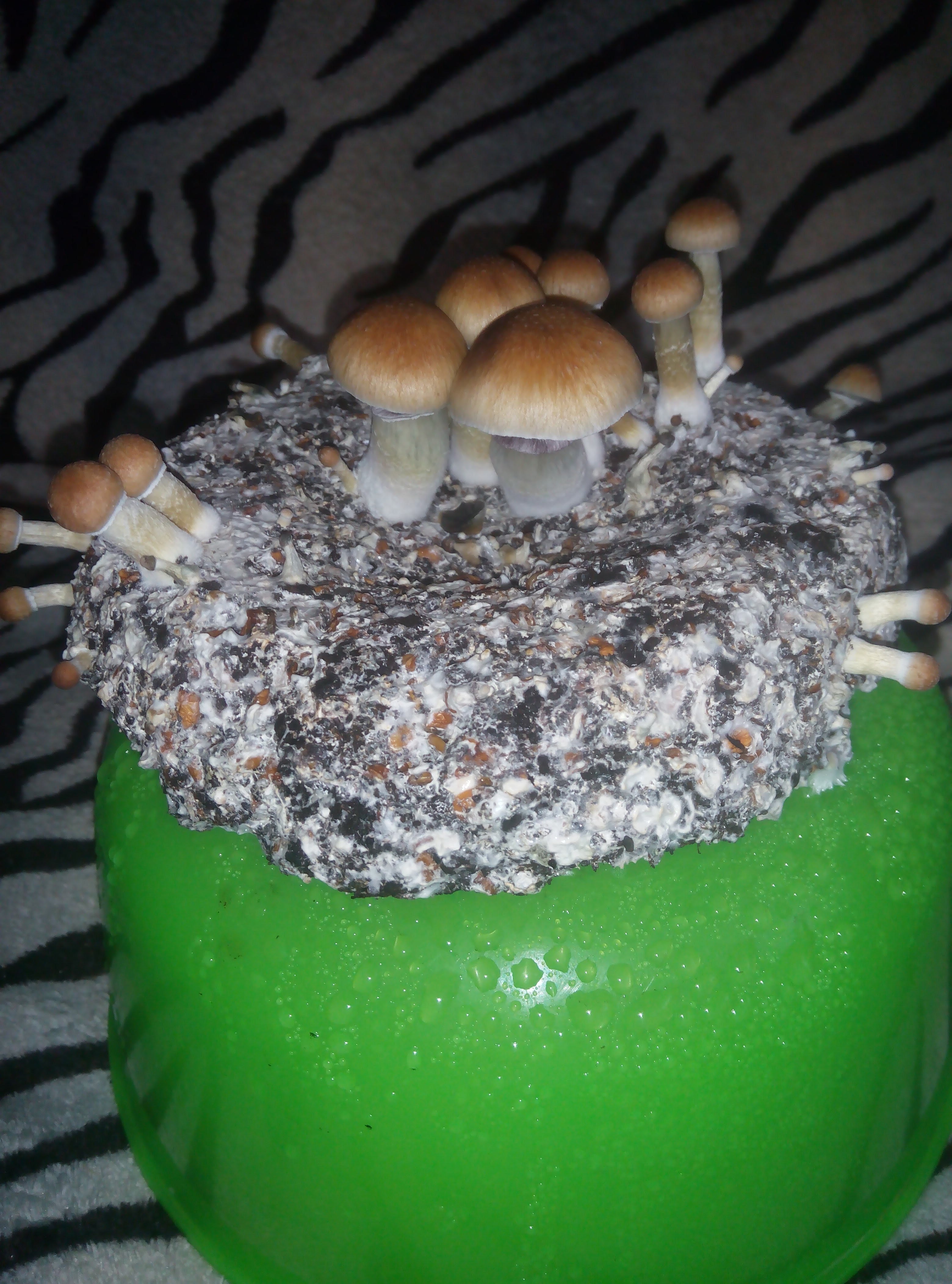 Psylocybe cubensis Pink Buffalo.jpg