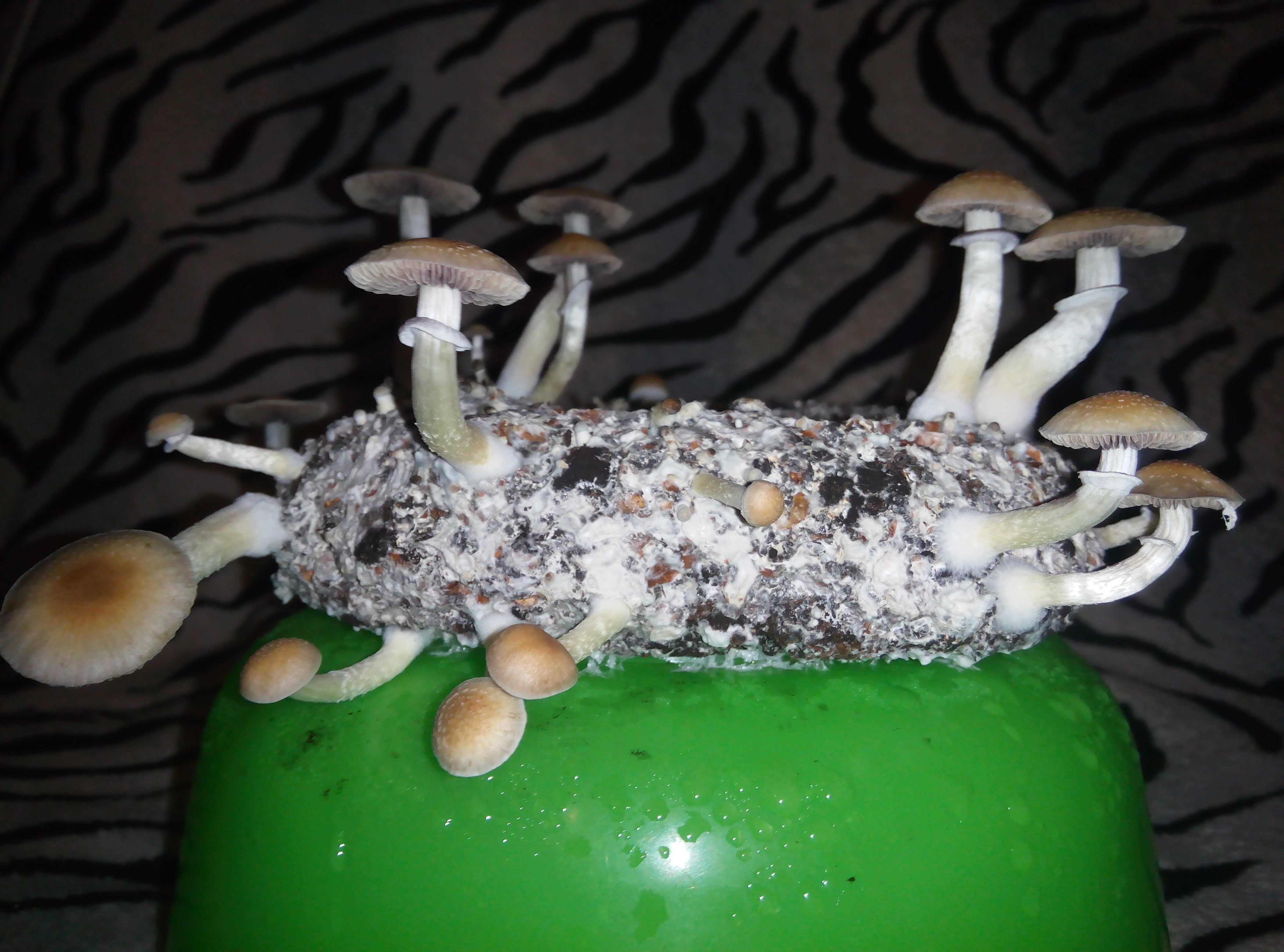 Psylocybe cubensis Pink Buffalo.jpg